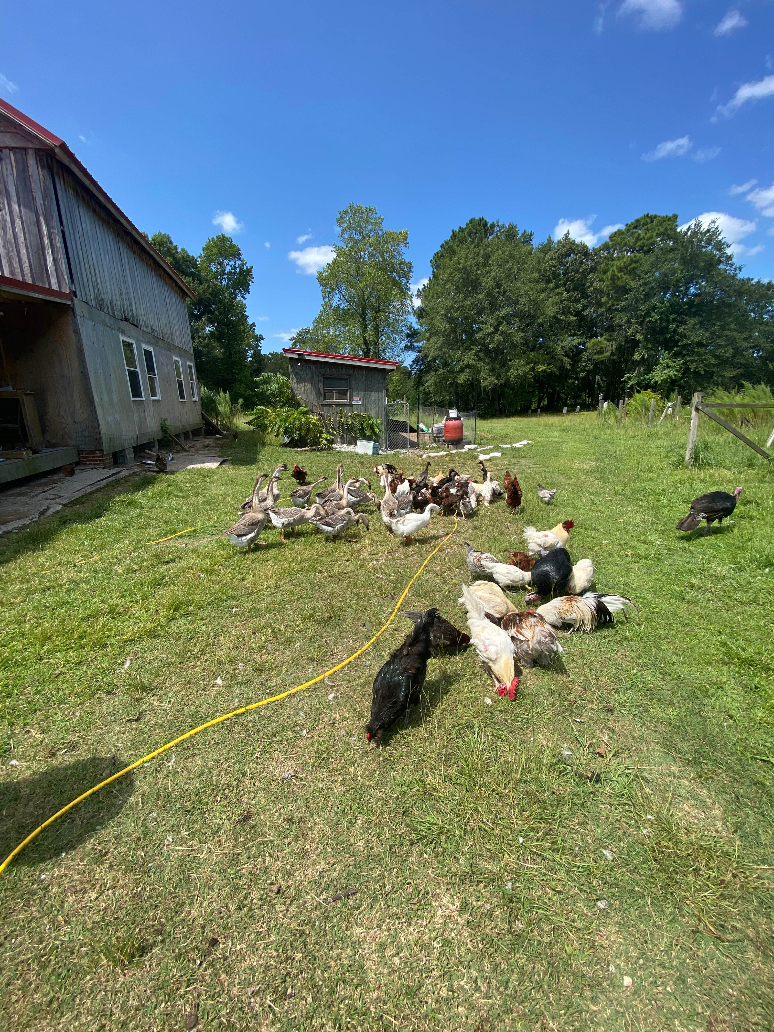 Phoenix Farms Vineyard