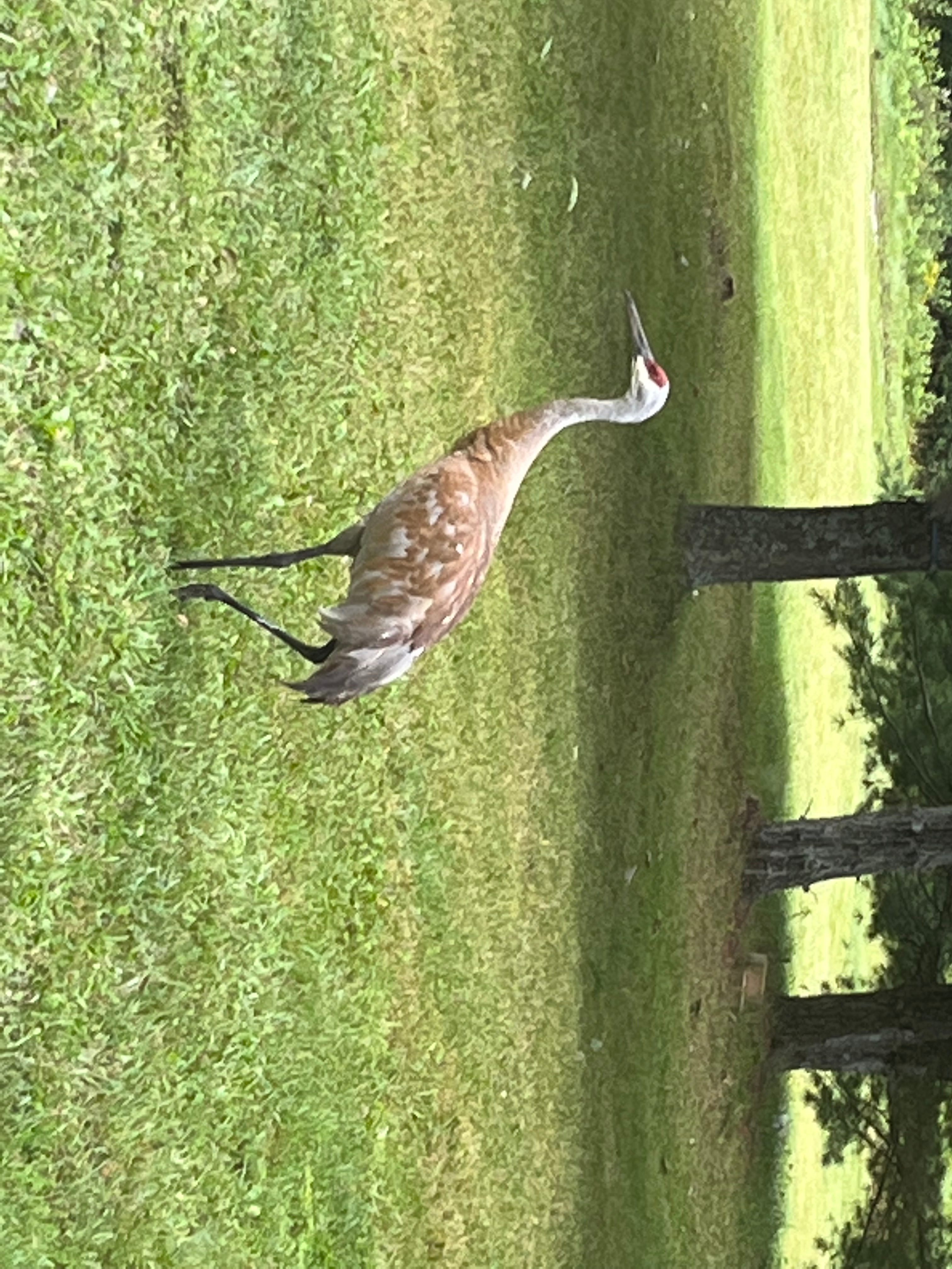 Sandhill crane from the cabin window!