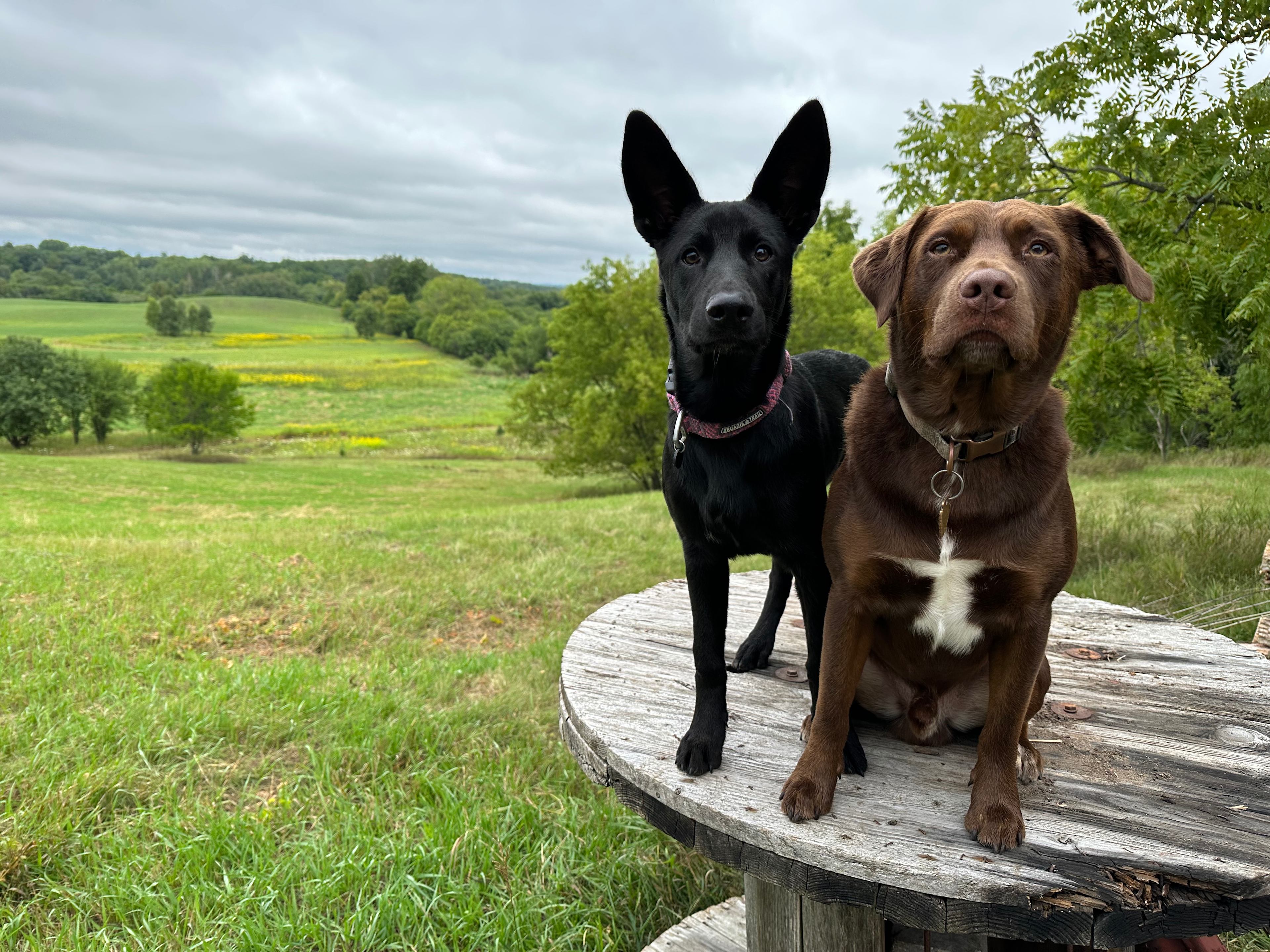 Jax & Violet waiting on a biscuit provided by hosts!