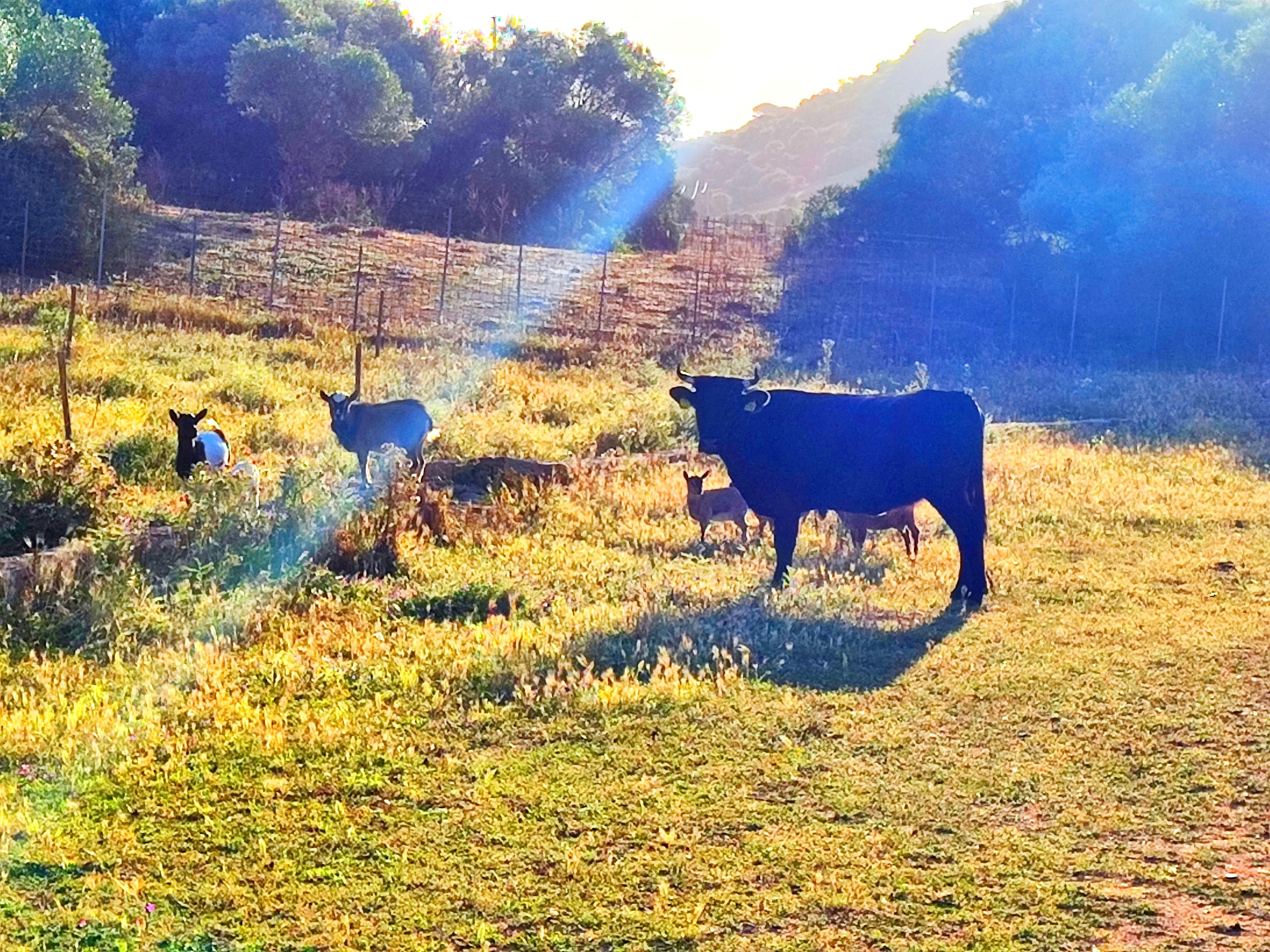 Welcome Farm Glamping with sea view