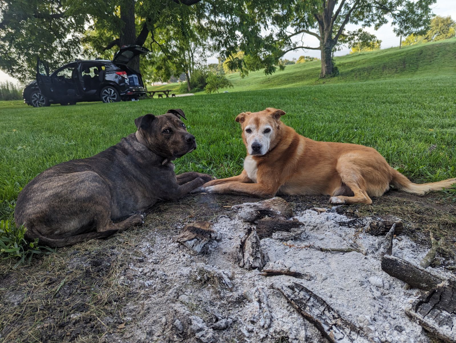 Thats doggos