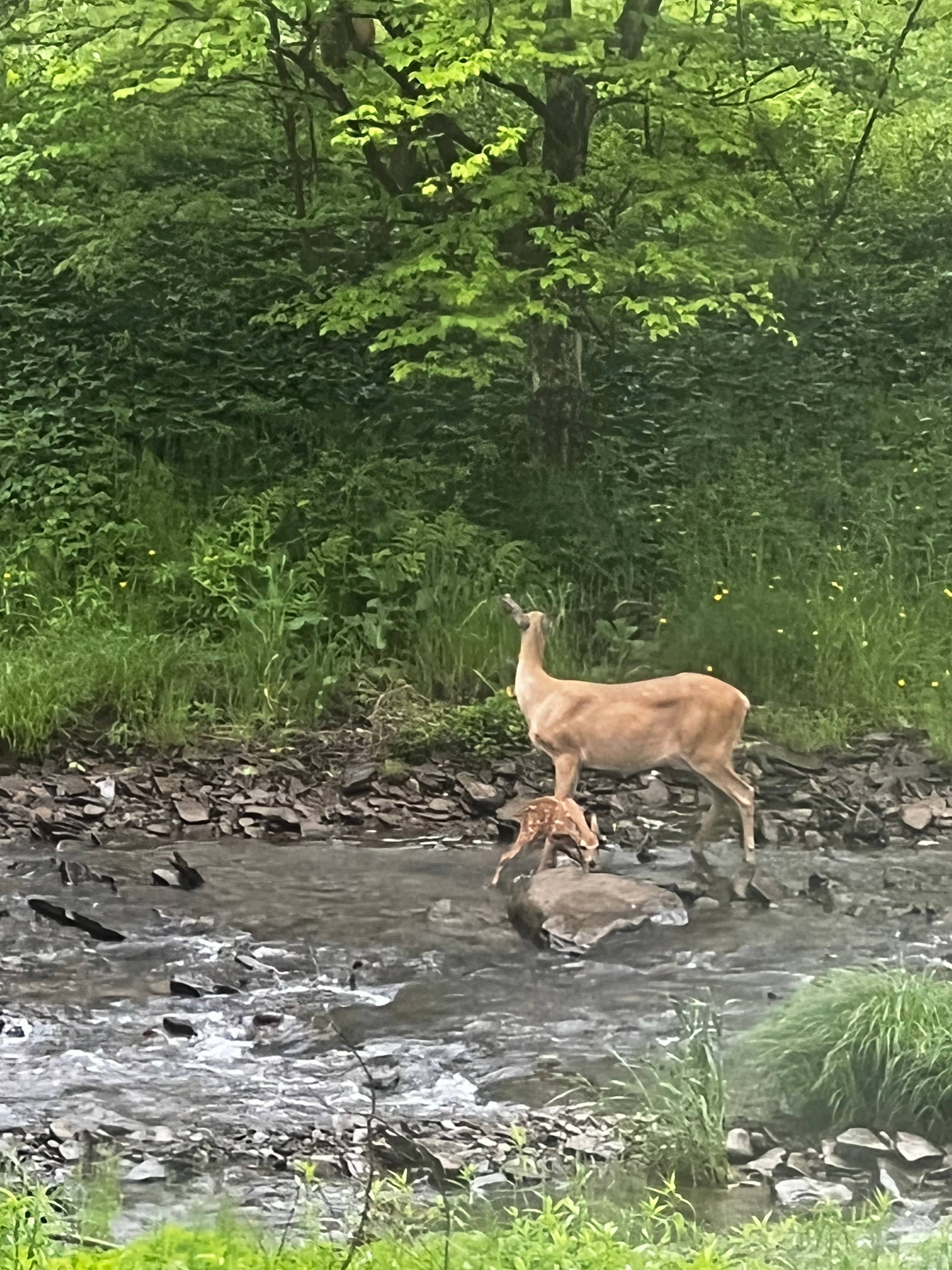 elk Run on site