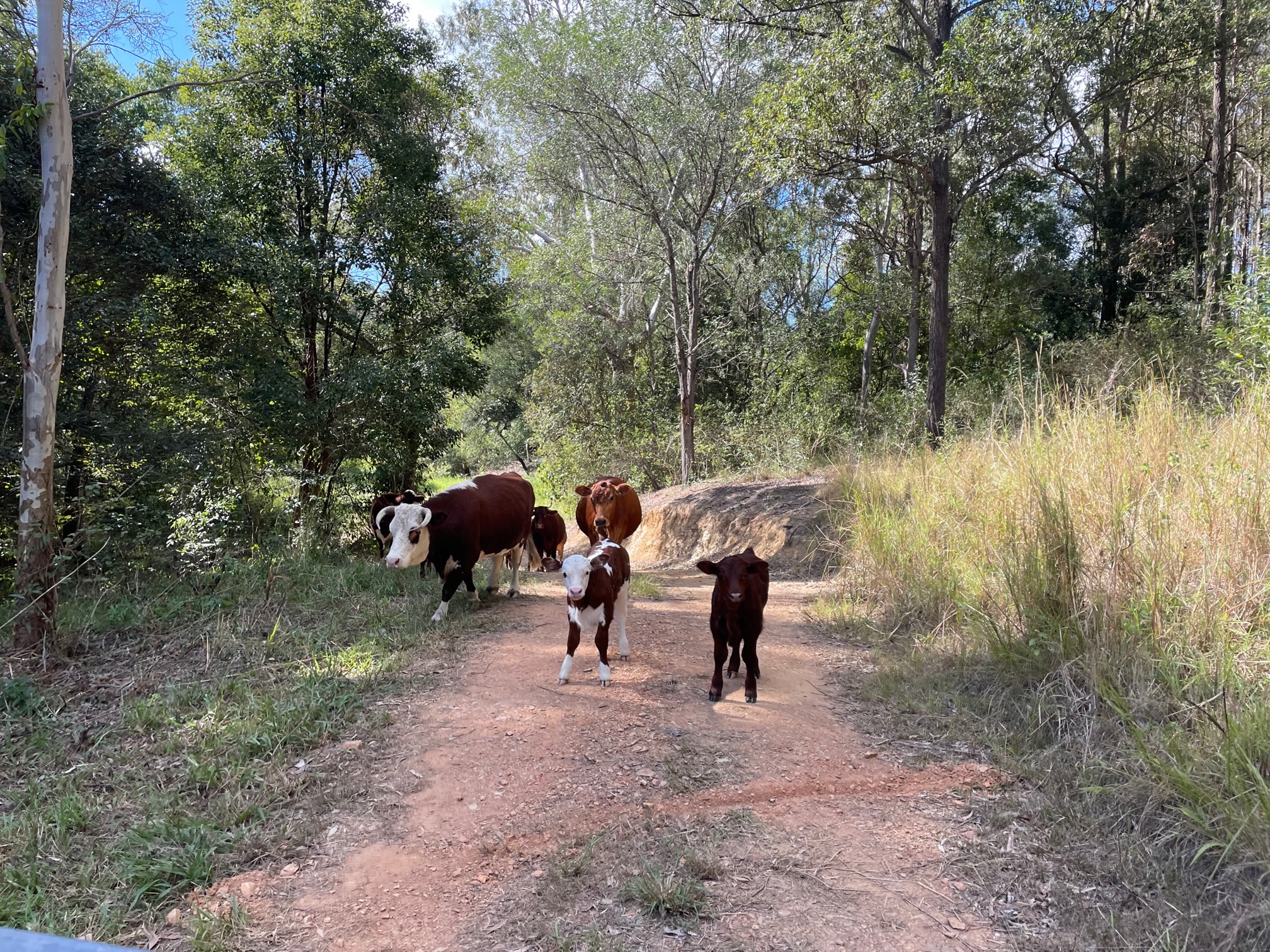Cattle on the road driving in