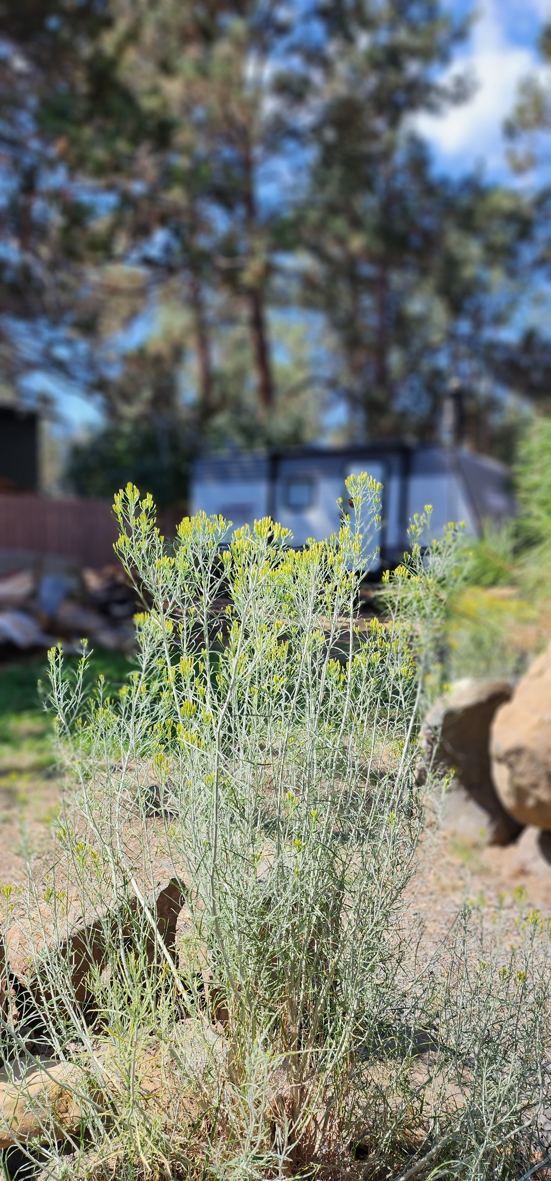 Camp Close to town, trails, river and more