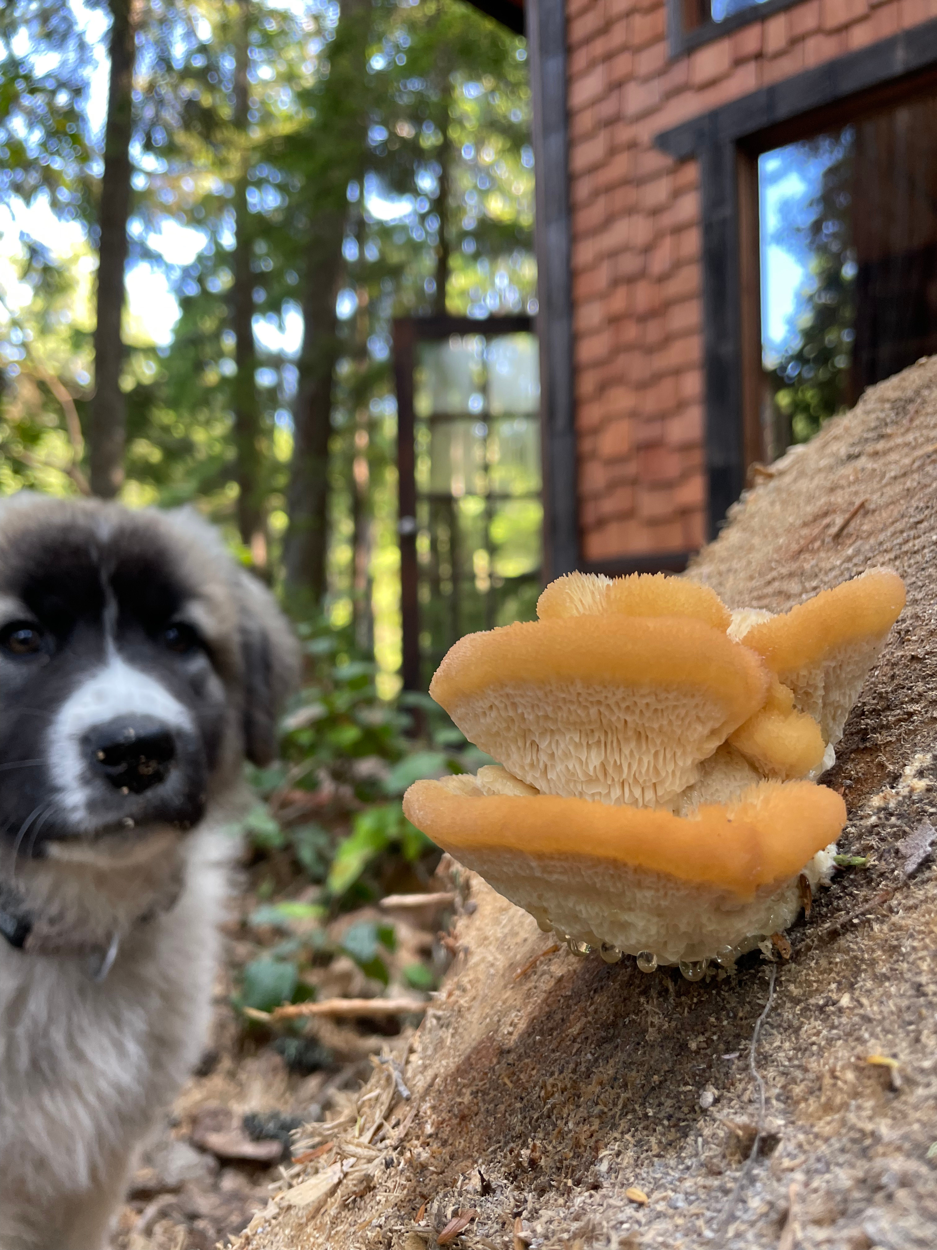 Caution advised, do not touch or eat the mushrooms. Some are poisonous.