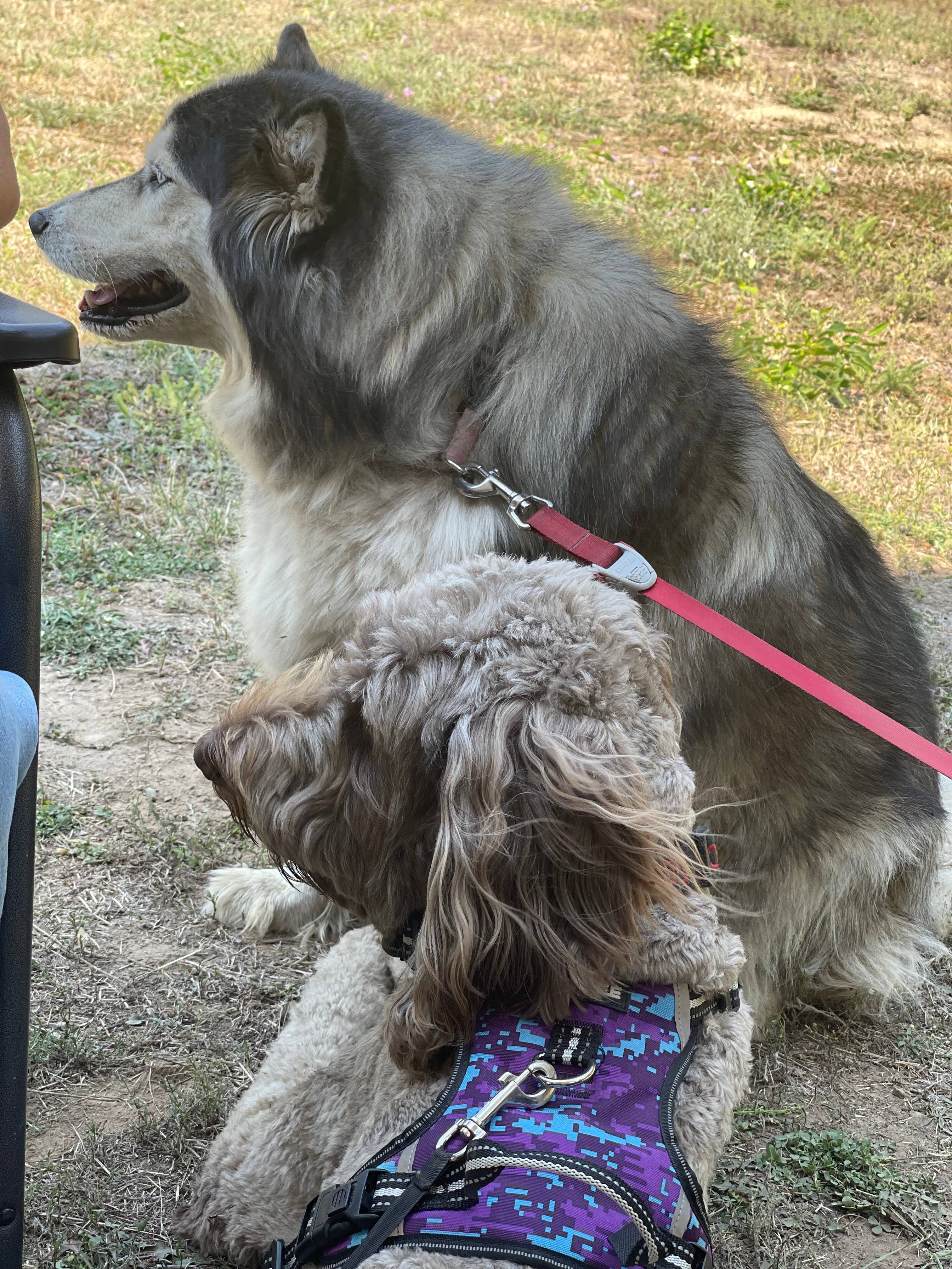 Dogs enjoyed our stay