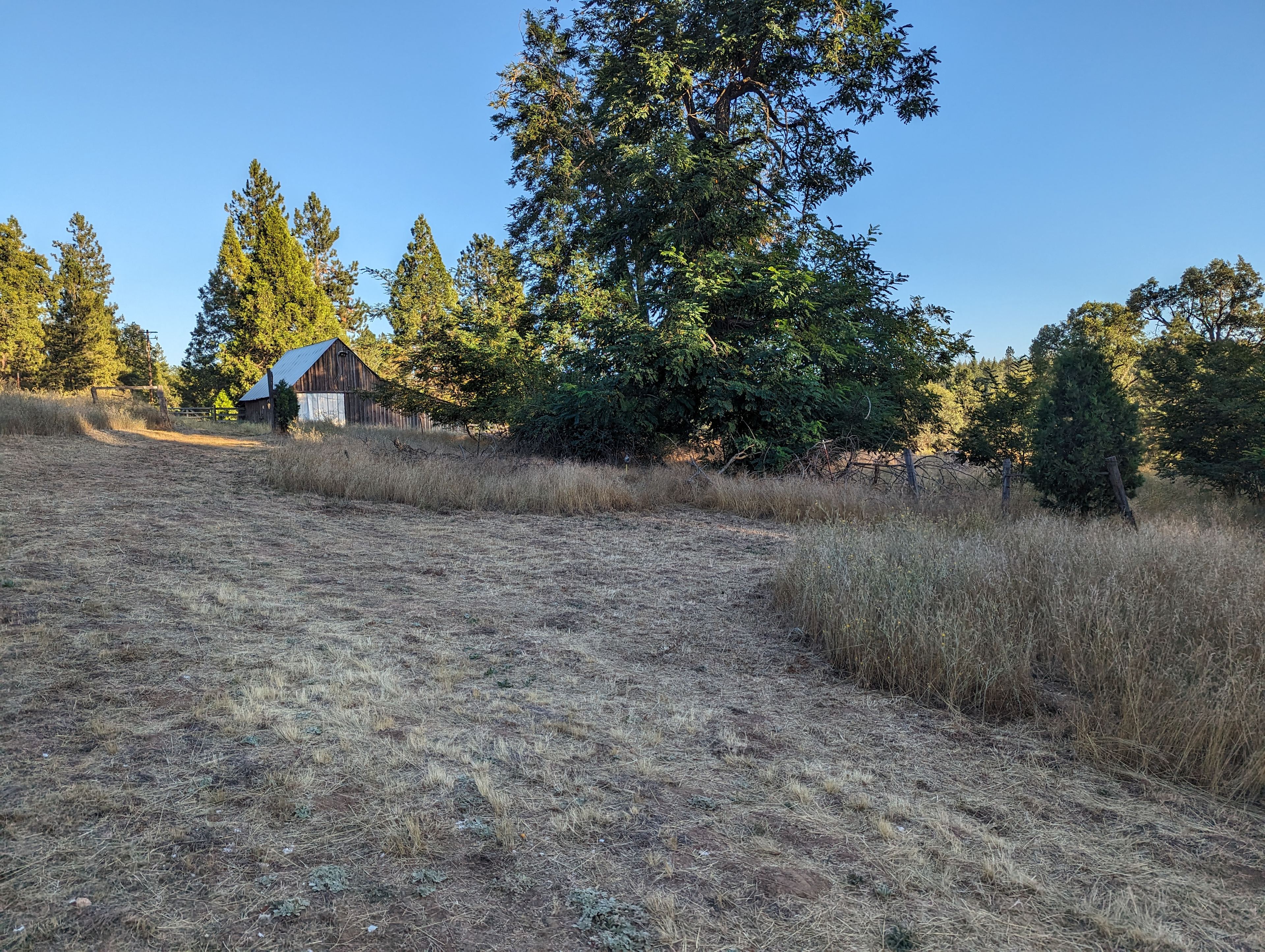 Golden Mountain Meadow