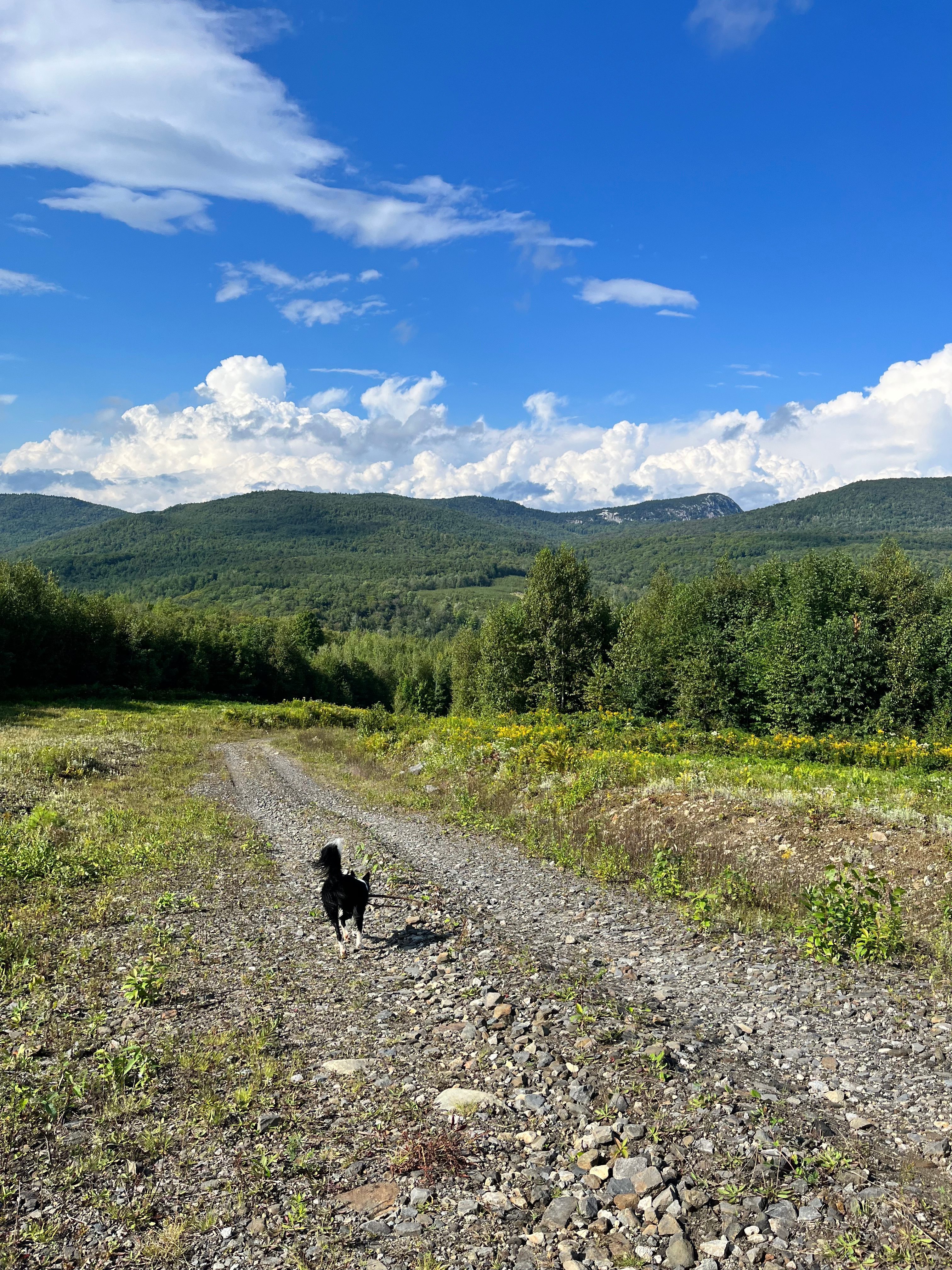 Green Mountain View’s