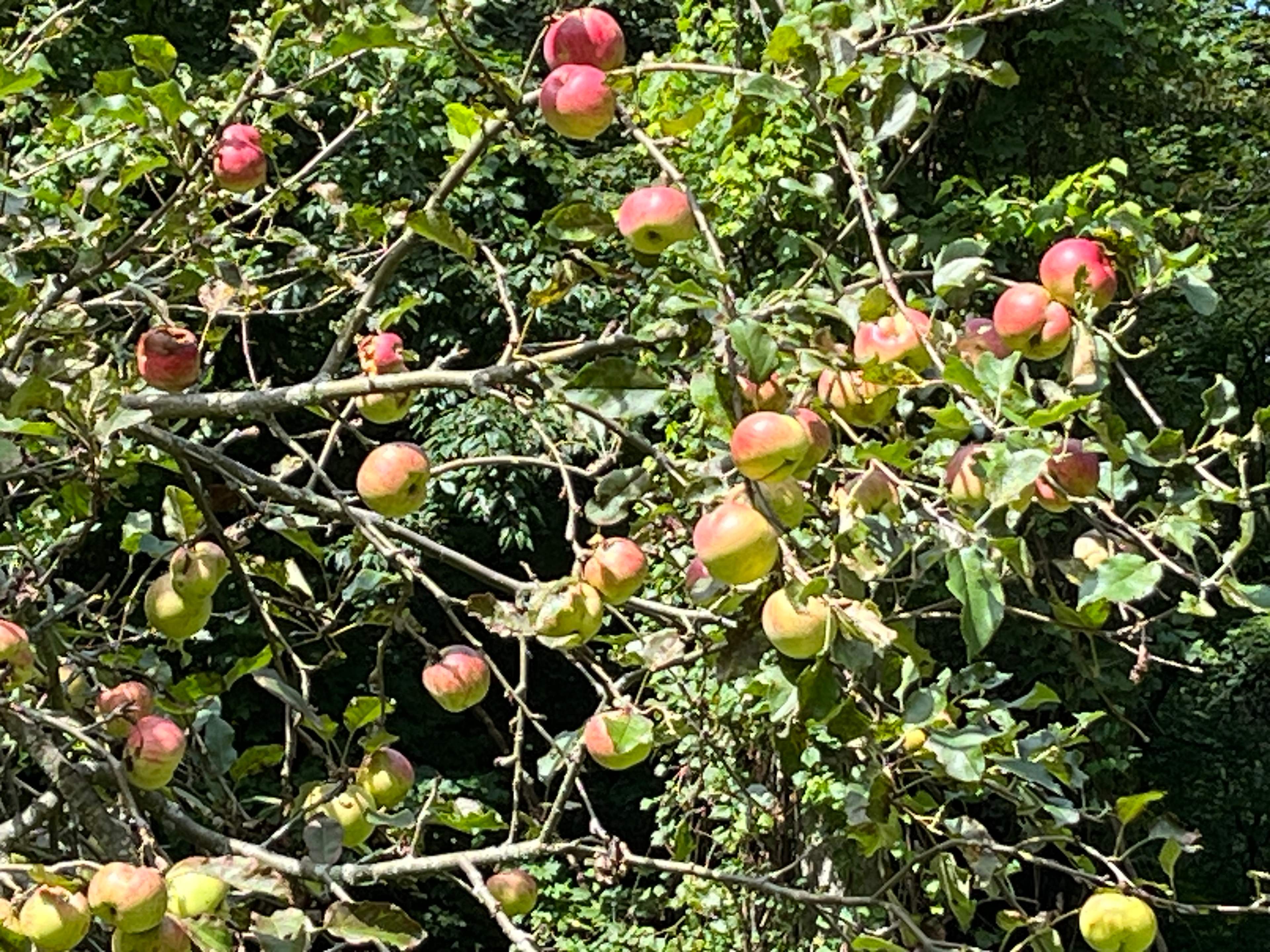 Marvelous Mrs Maple