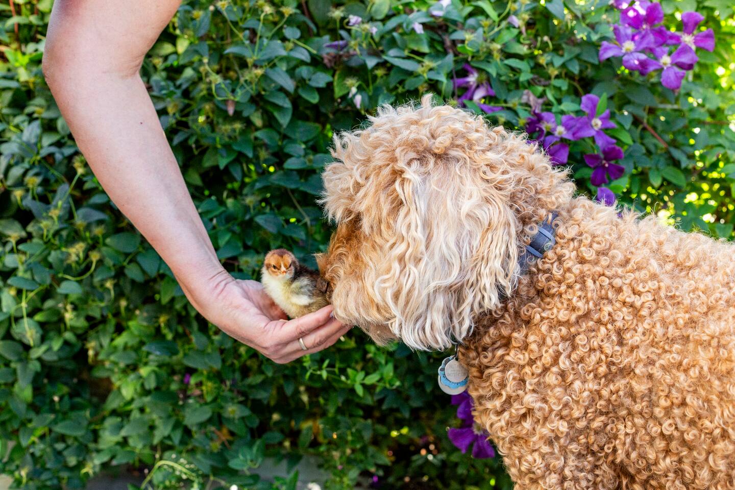 Nutmeg the labradoodle and a chick
