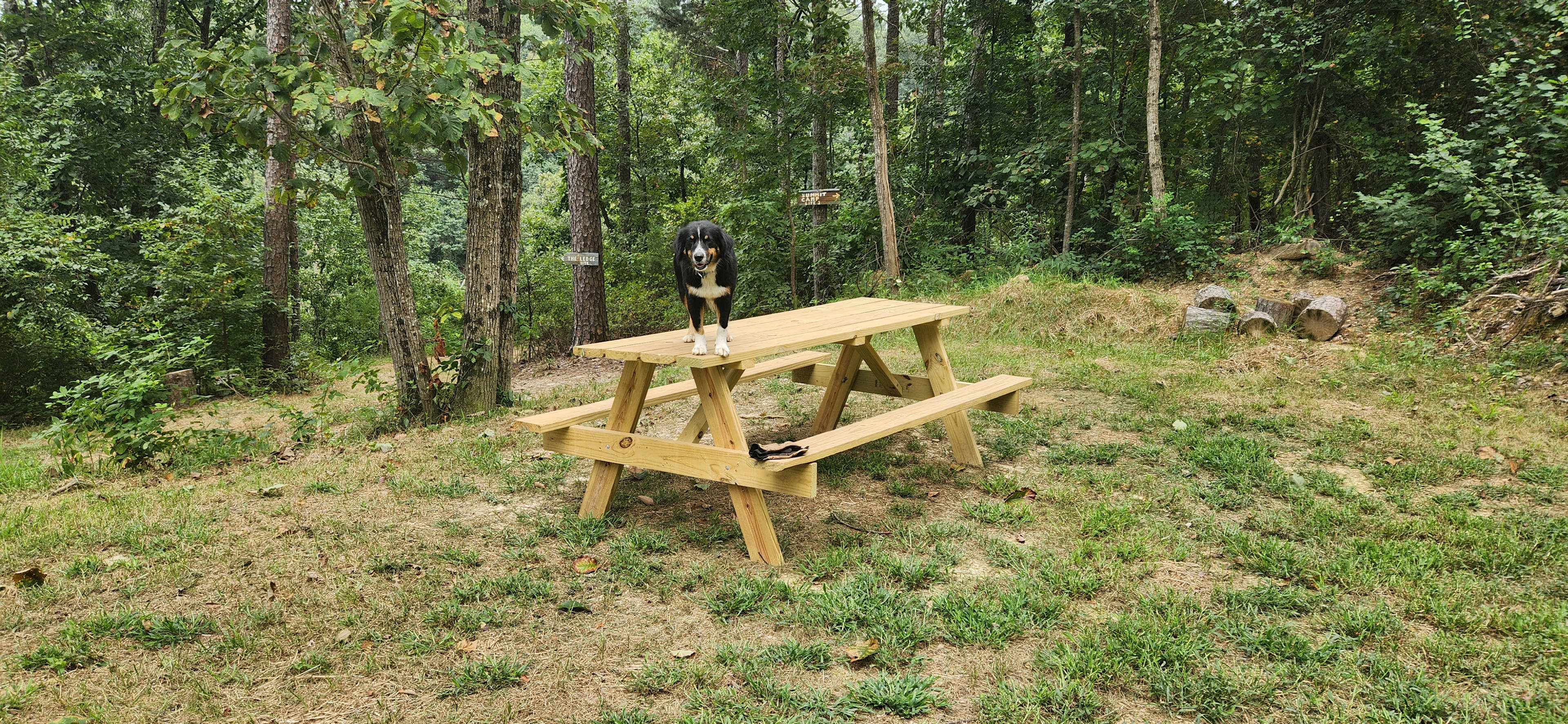 Dino's Picnic table.