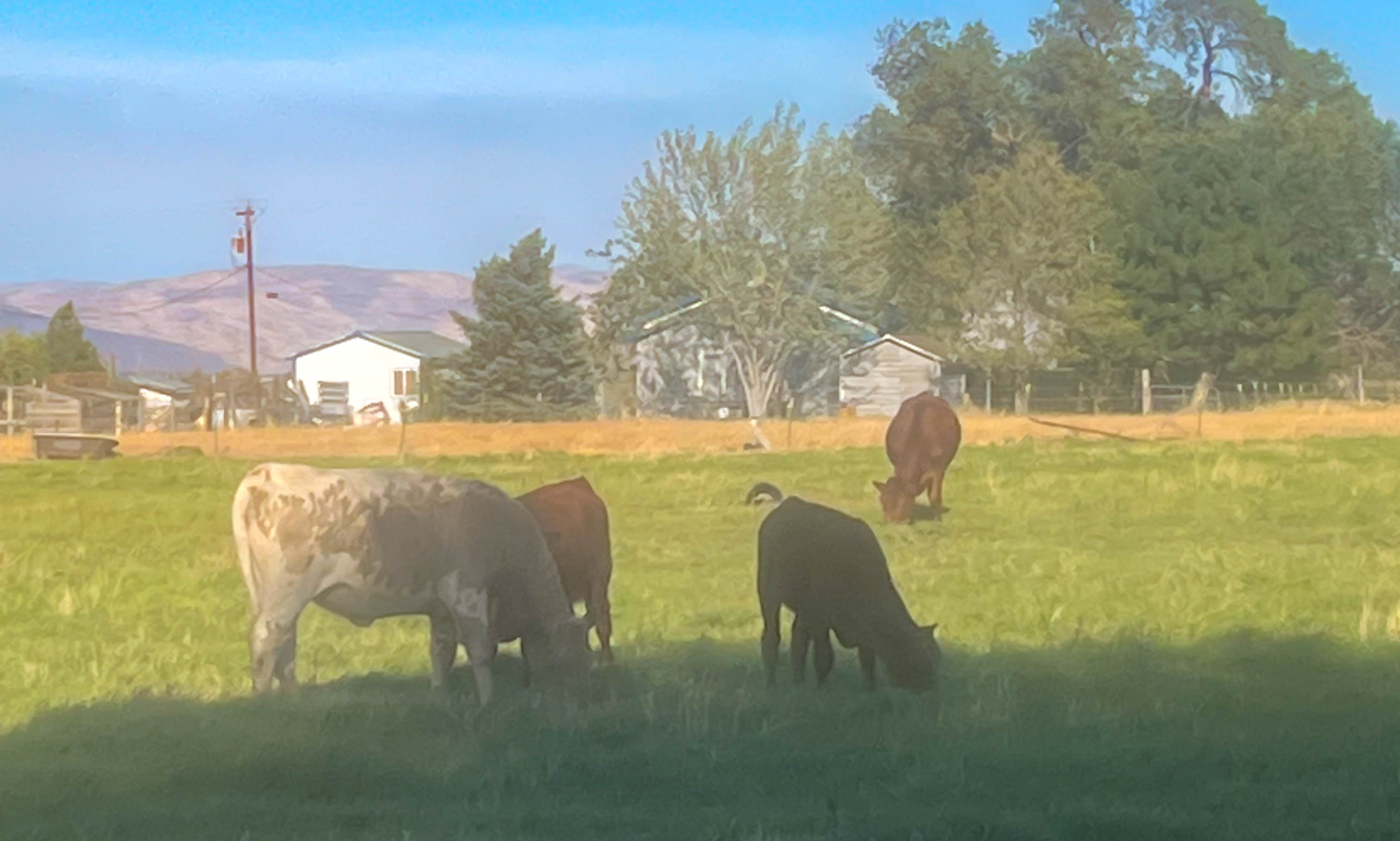 Cottonwood Country Camp