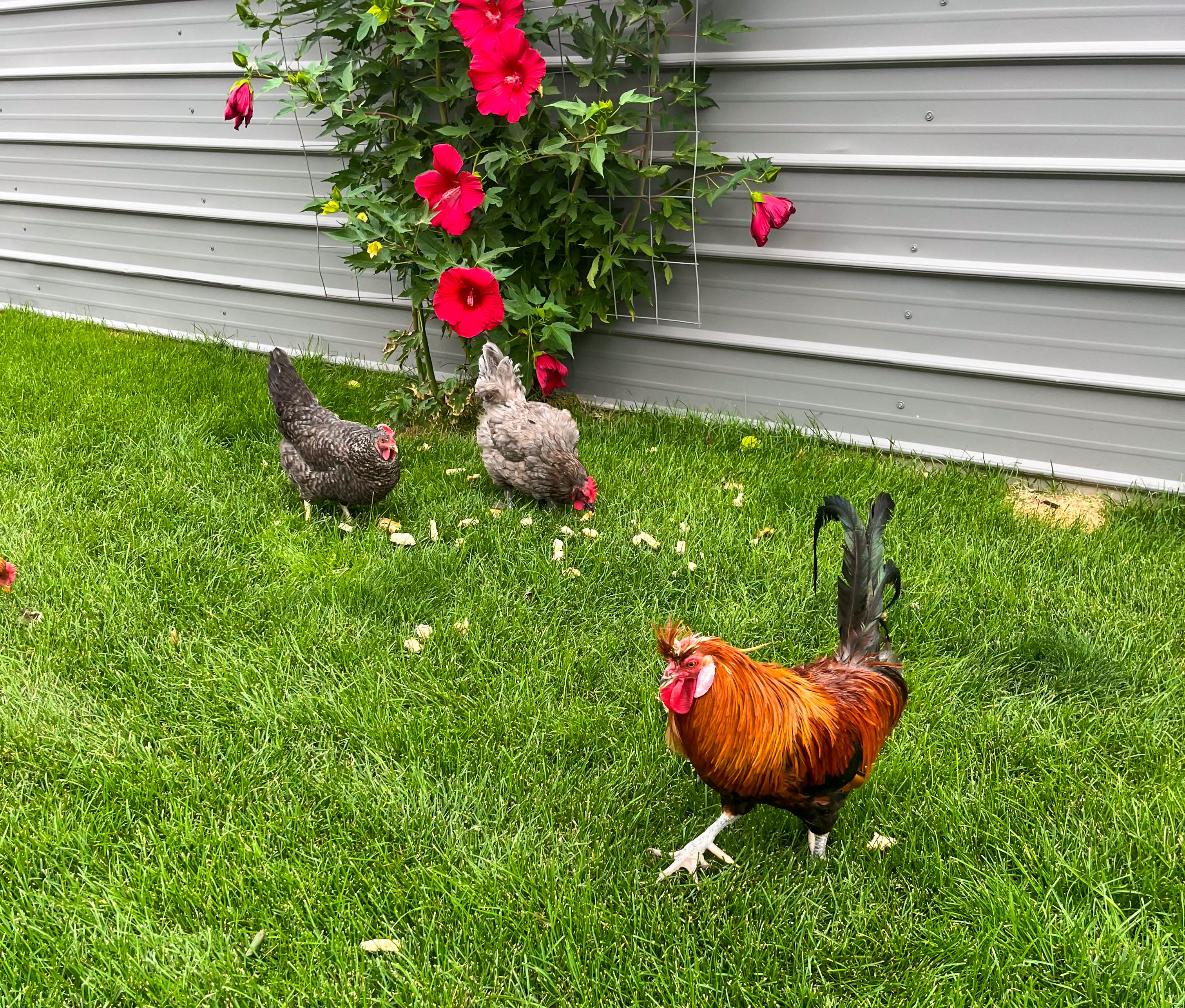 Cottonwood Country Camp