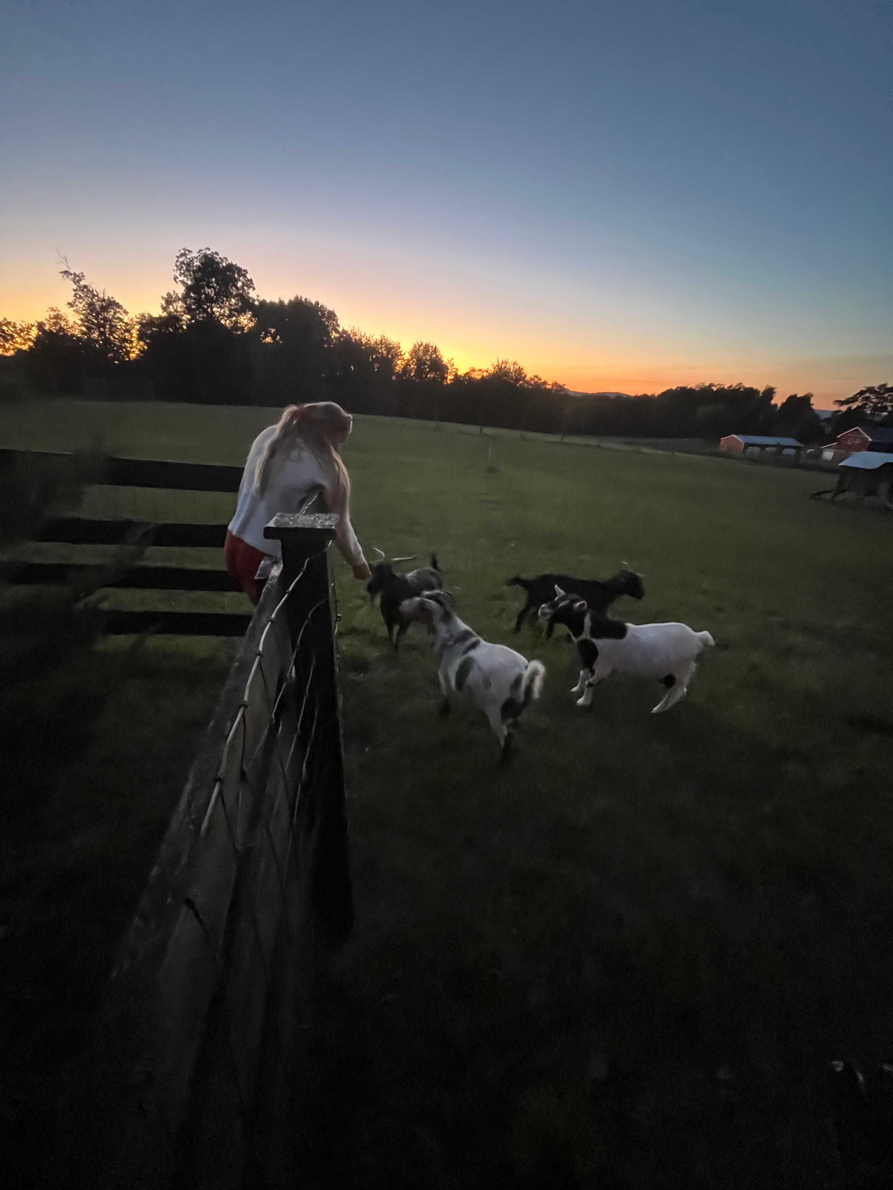 Mountain View Mini Farm