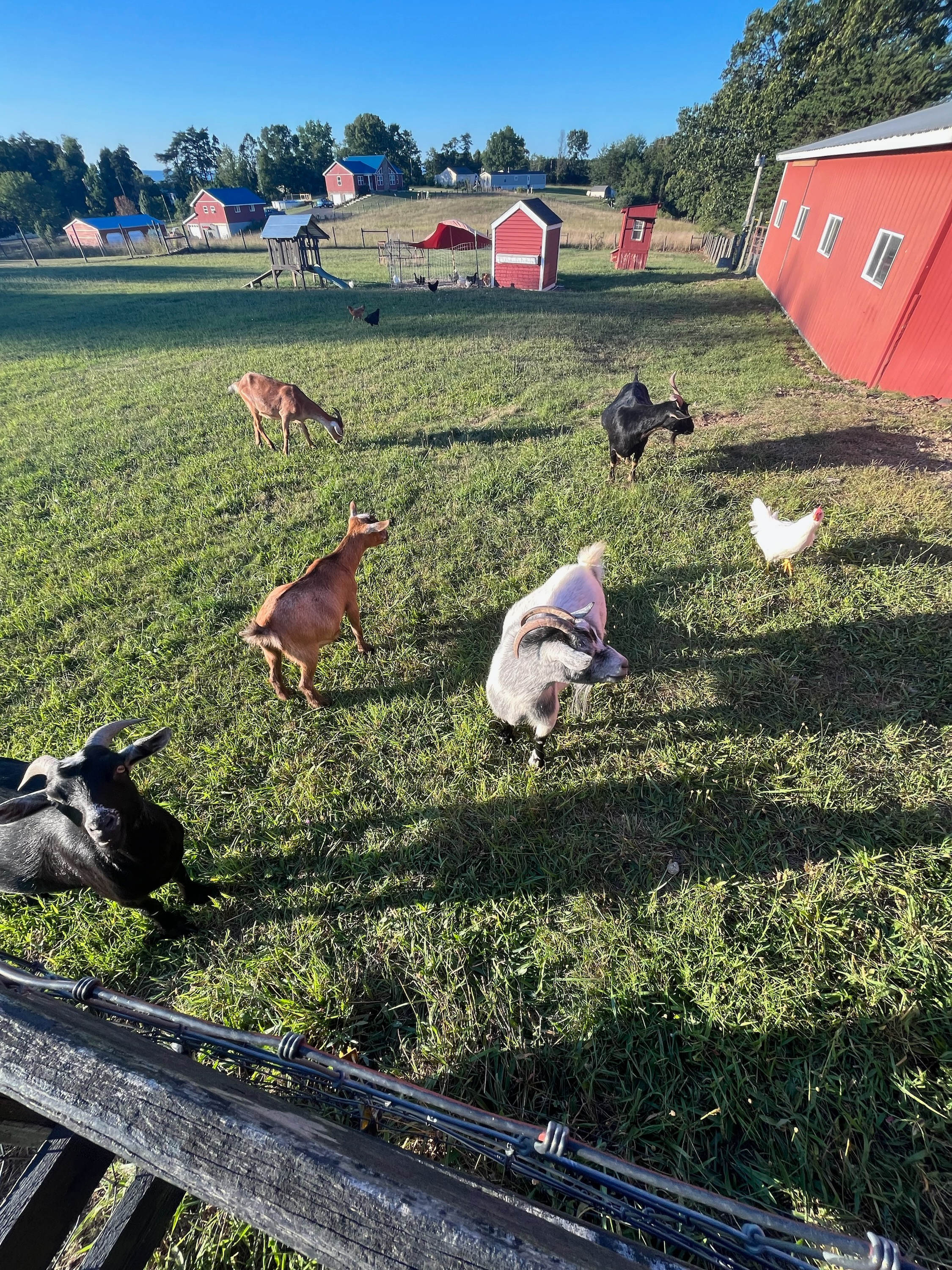 Mountain View Mini Farm