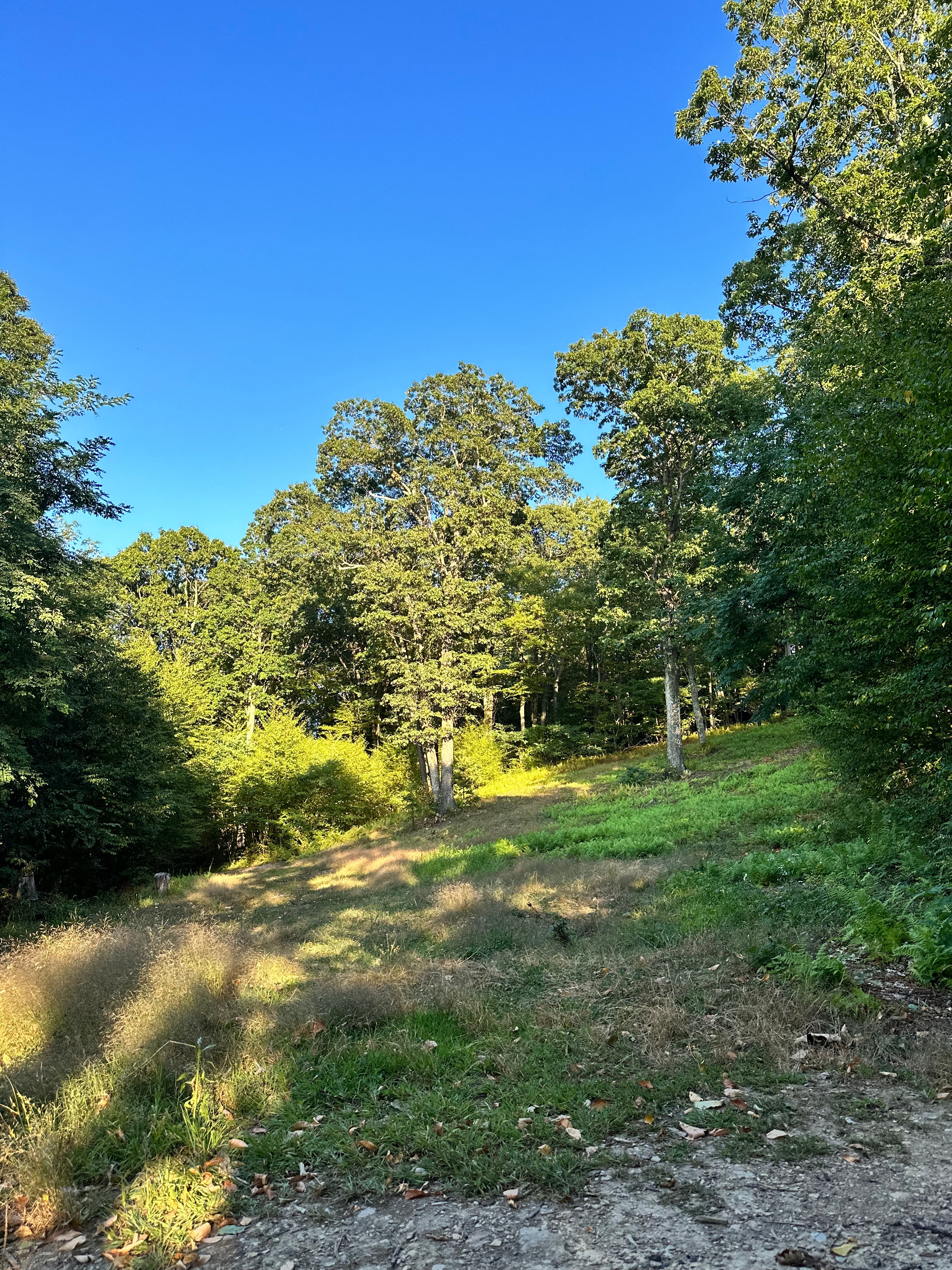 Shenandoah NP Mtn Field
