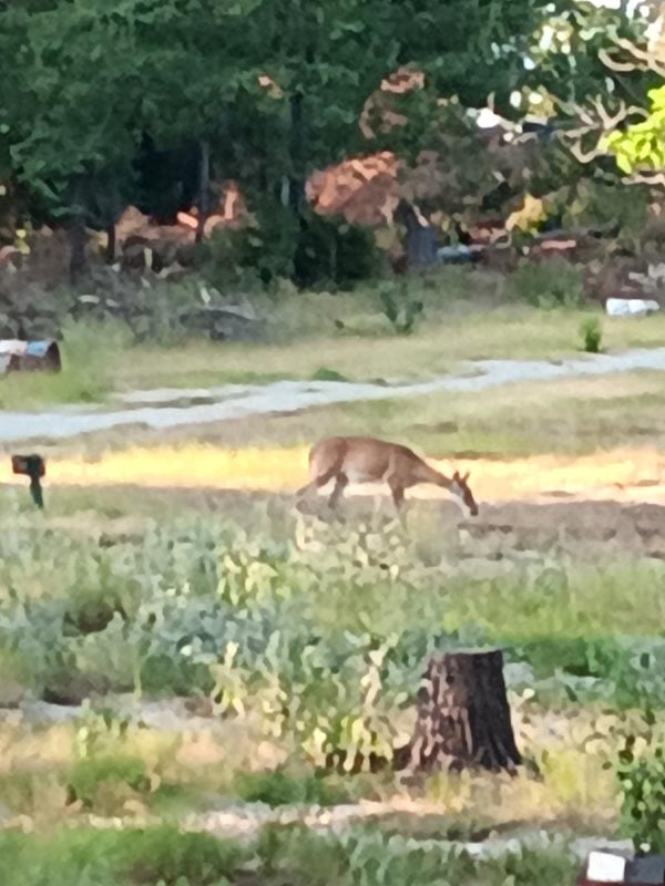 The Fabulous Bok Vegas, Texas