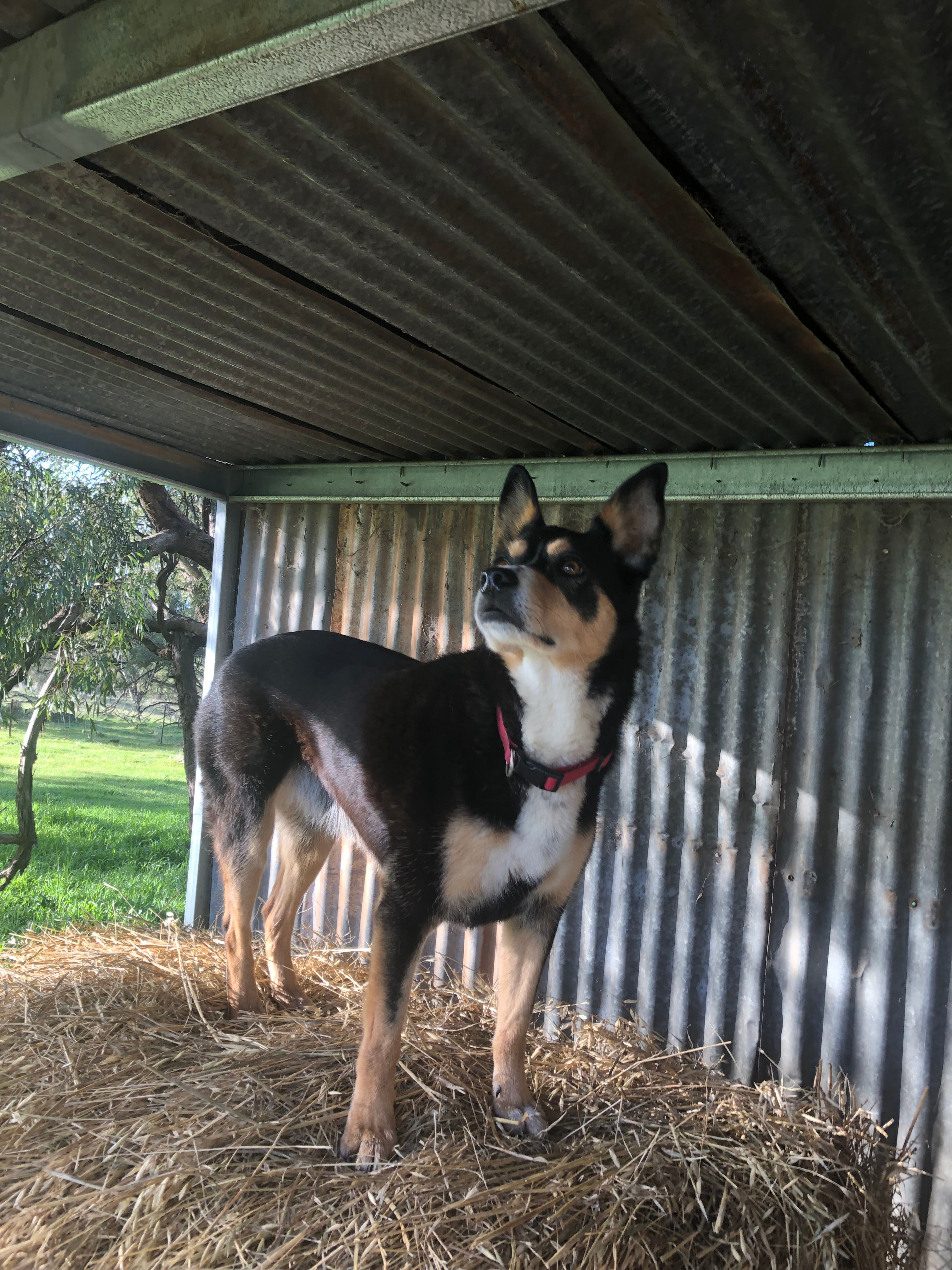 Kellie - highly rated Hipcamp host 