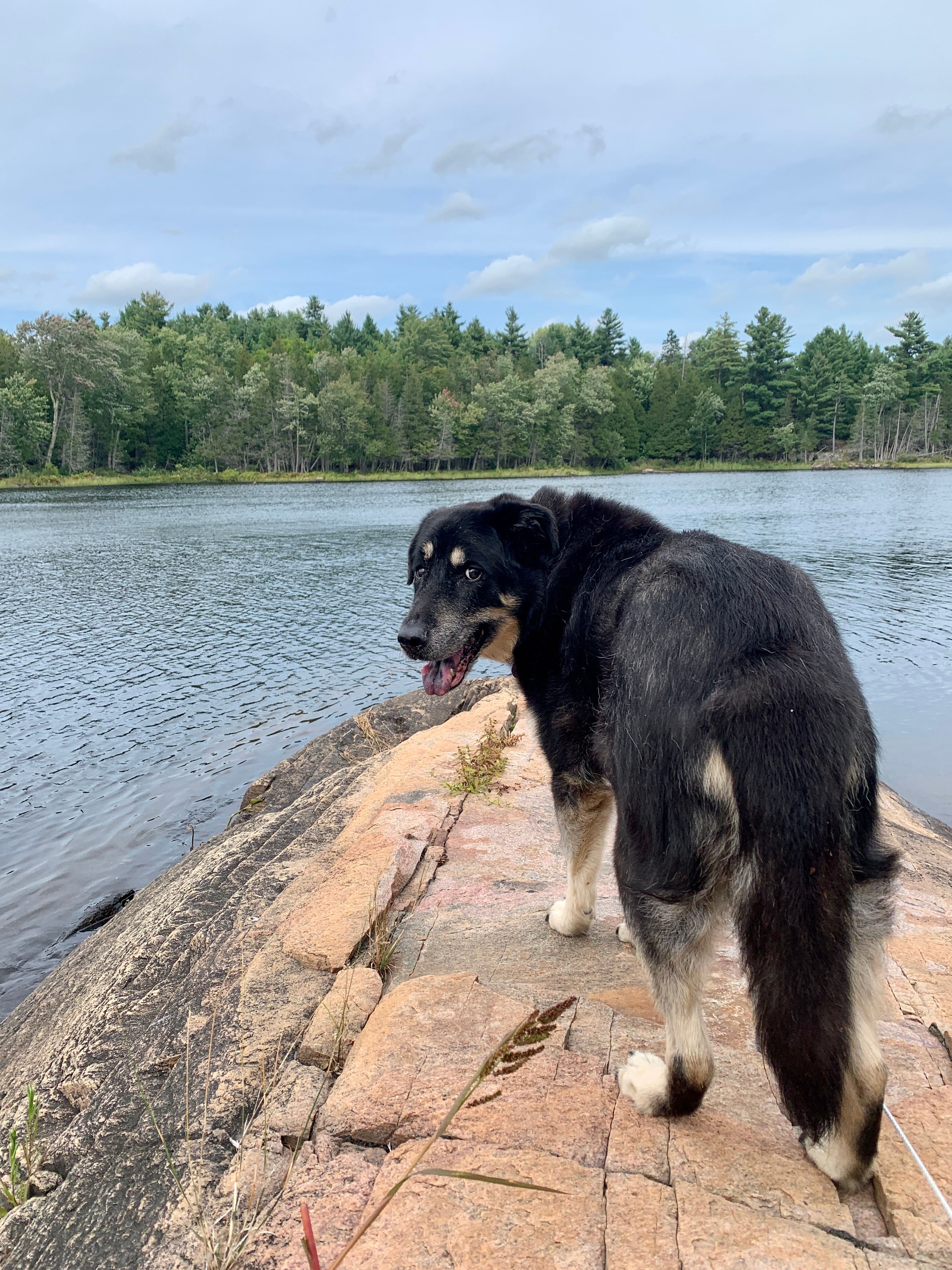 Lovely adventures for my 15yo pup!