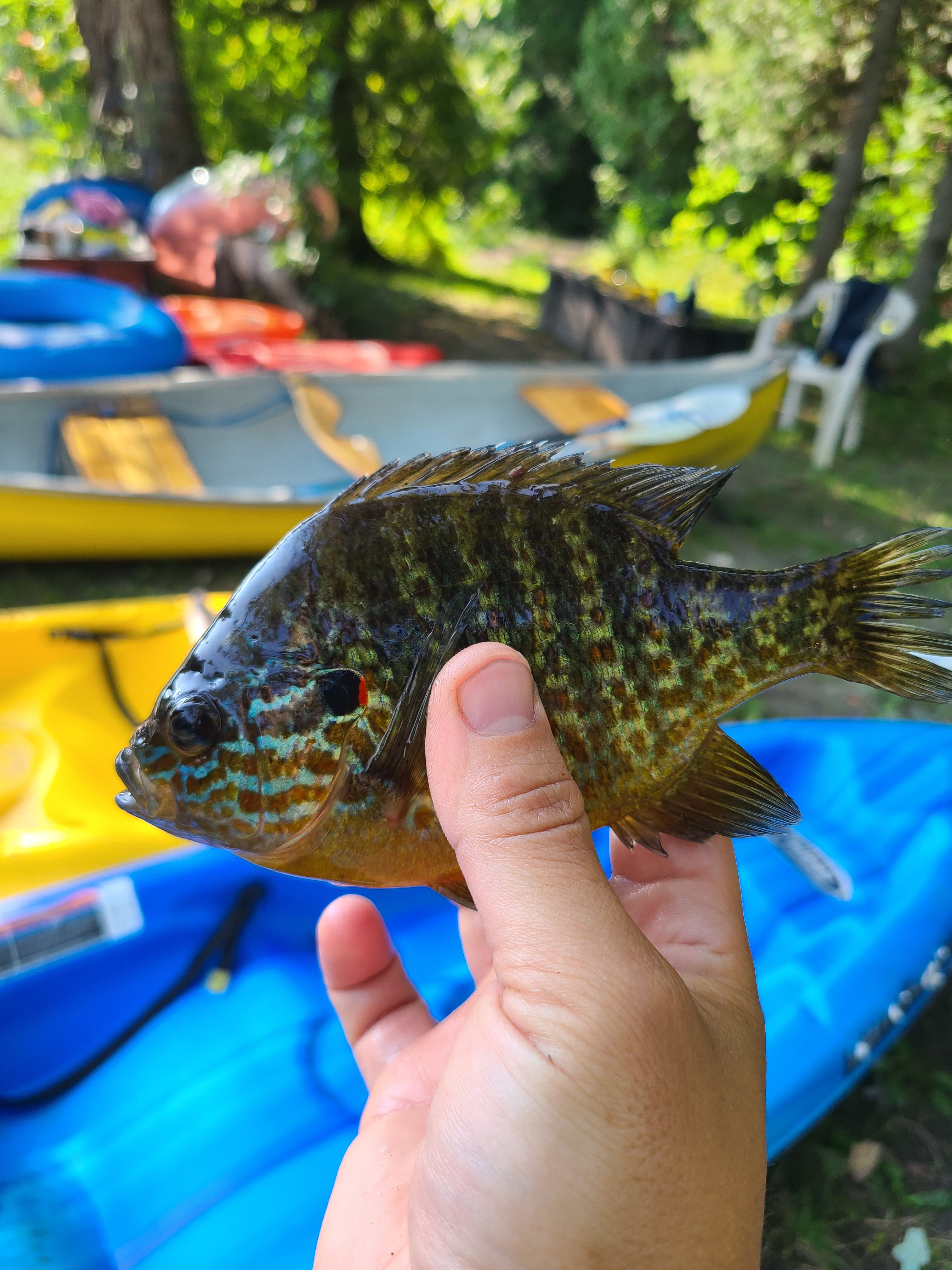 Misty Meadows Eco Retreat