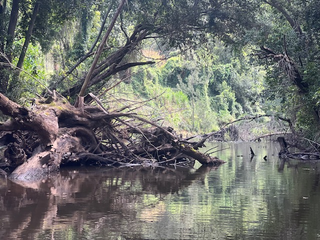 Peacefull creek views
