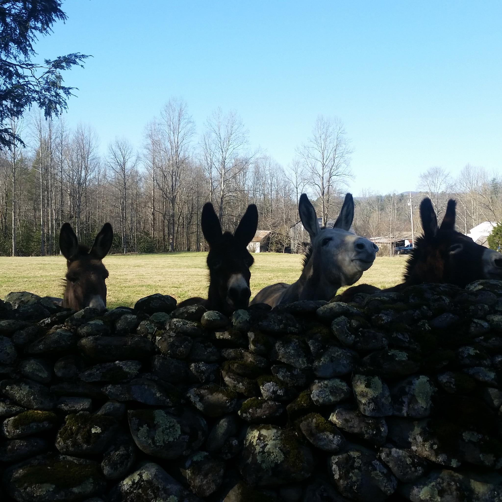 Our neighbors came by to say Hello!
