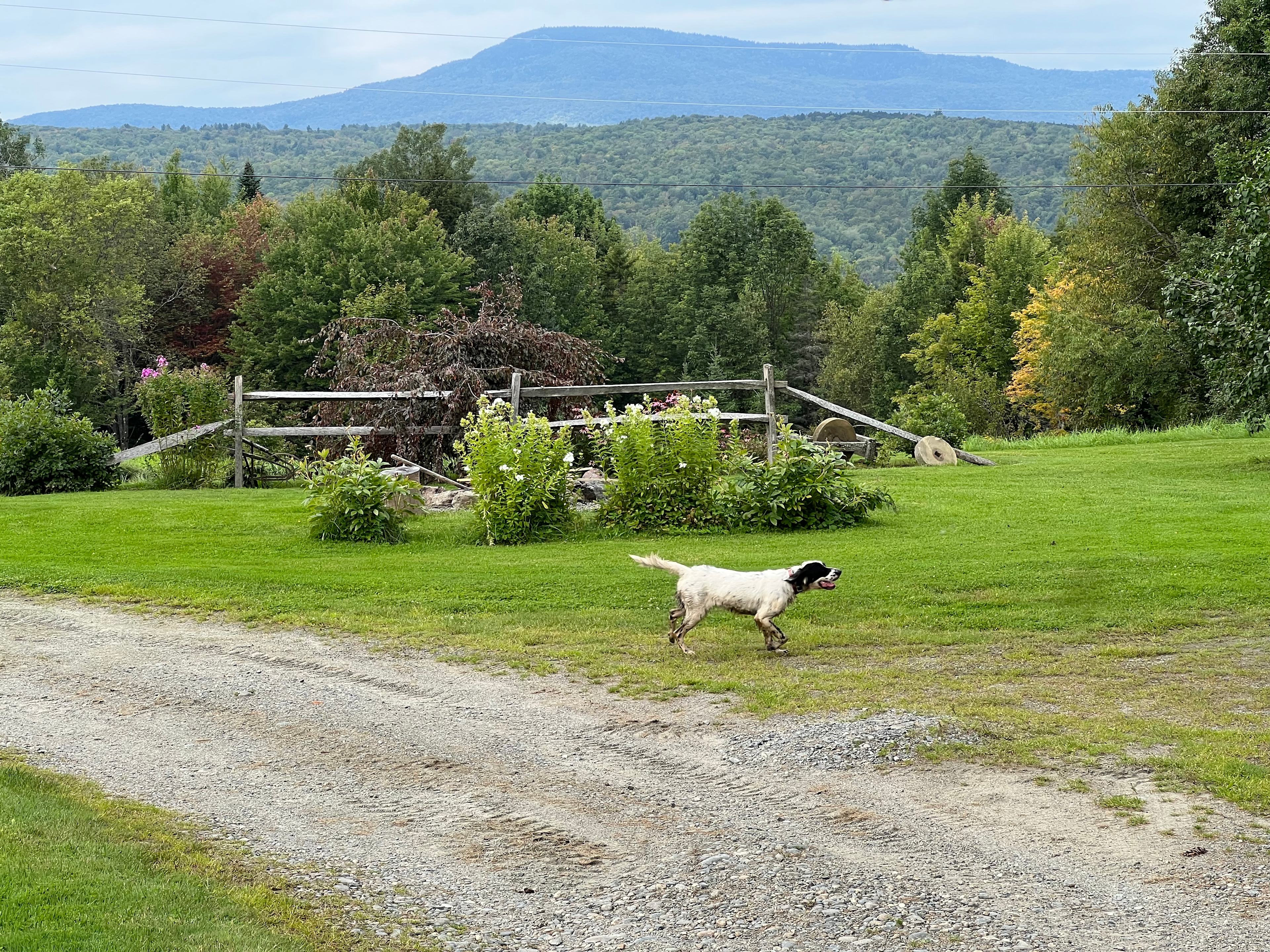 For Dogs Farm