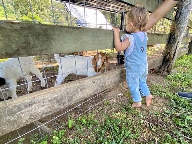 Kookaburra Park Farm Stay
