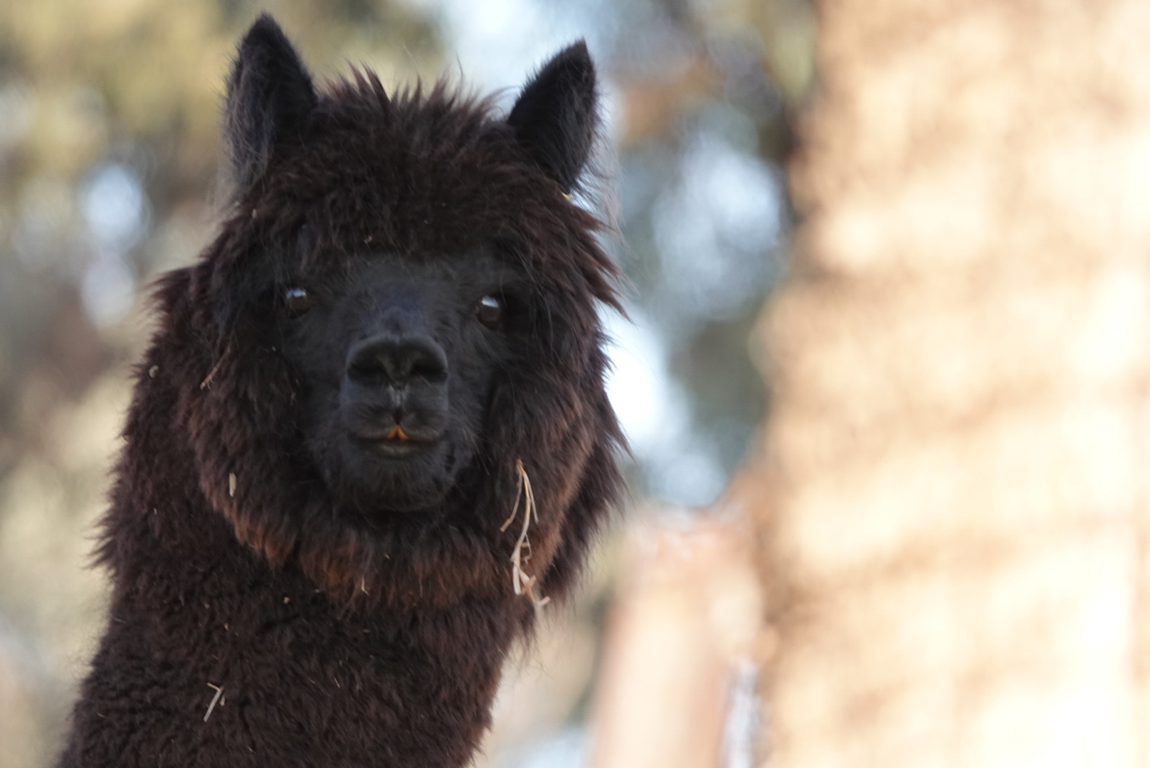 Dunollie Ridge - Groups welcome