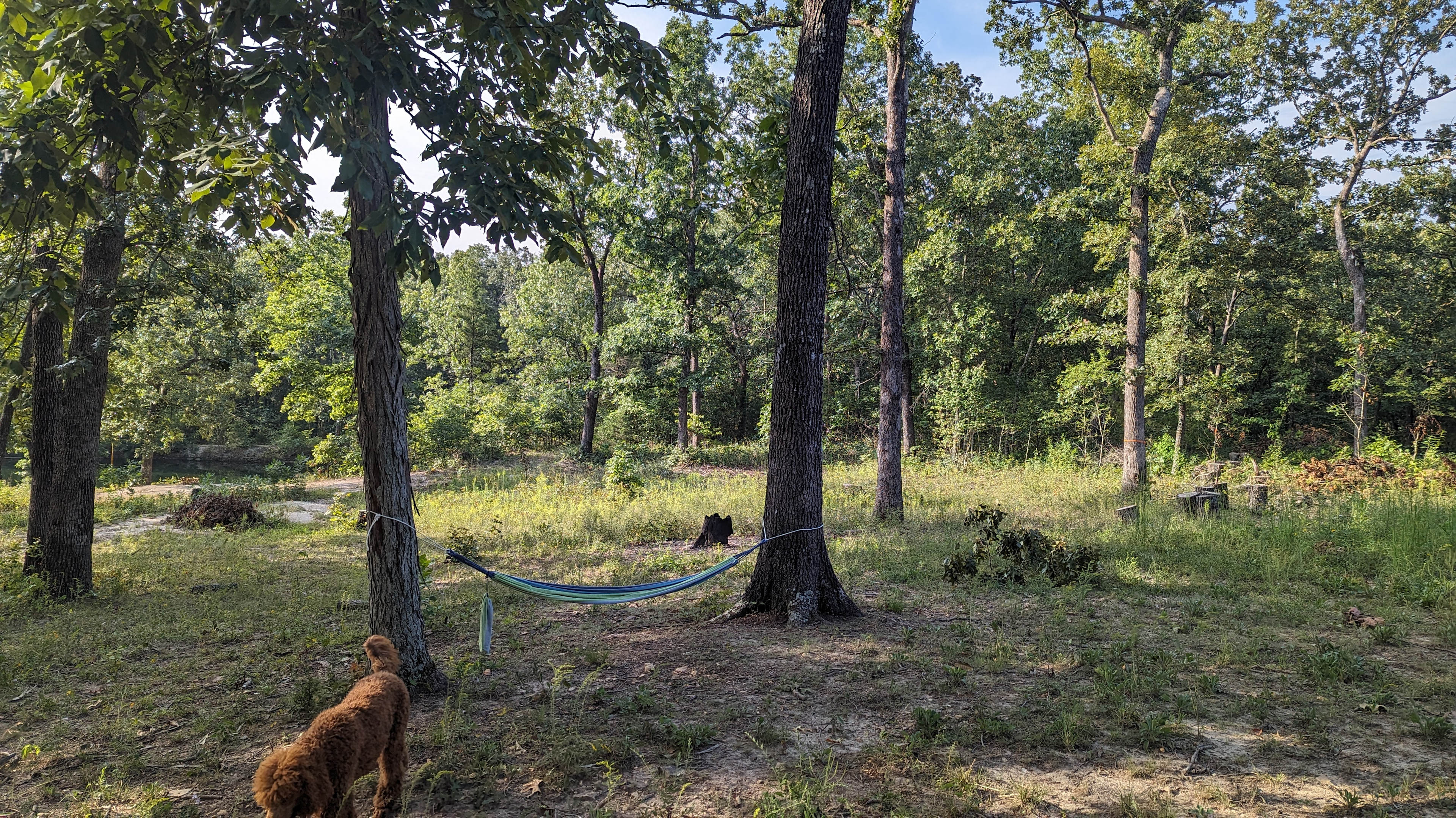 Plenty of Hammock Trees