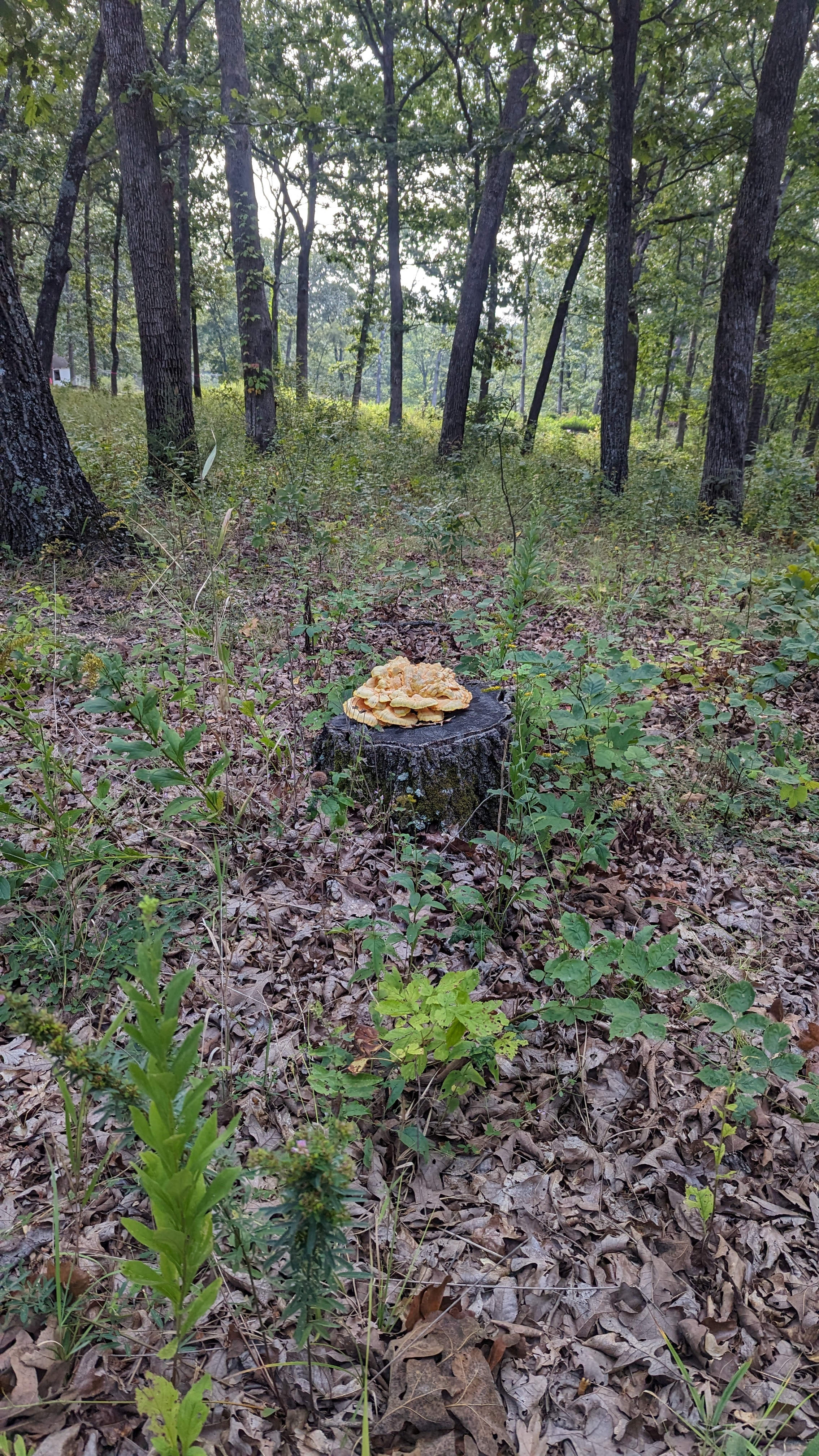 Mushroom Hunting