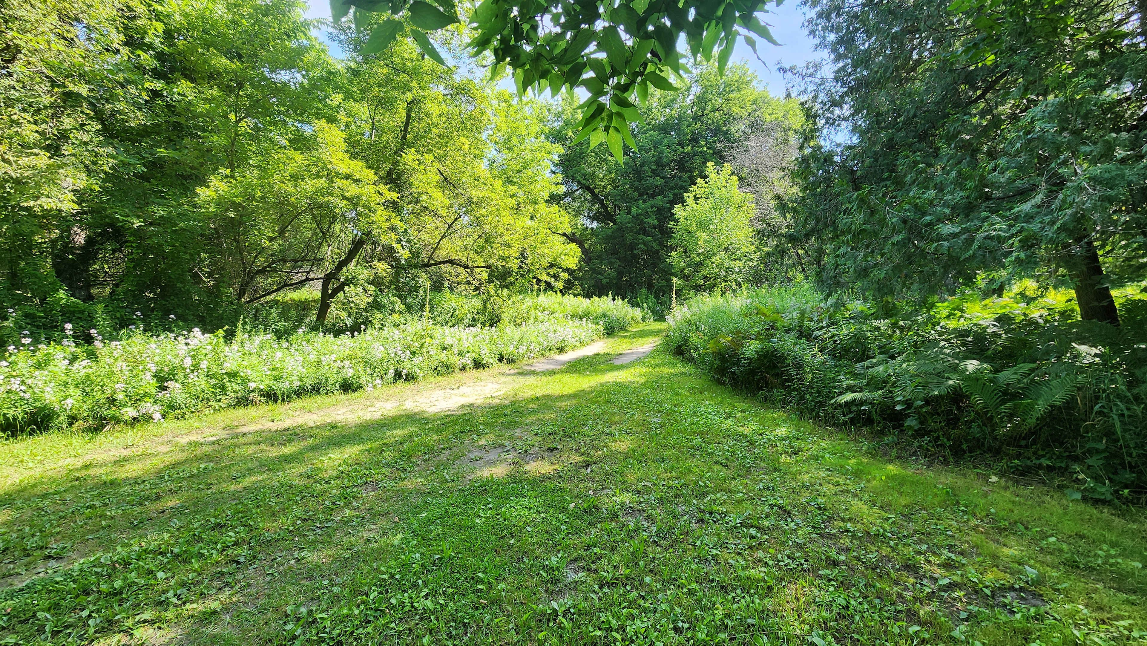 Camp Saulaine