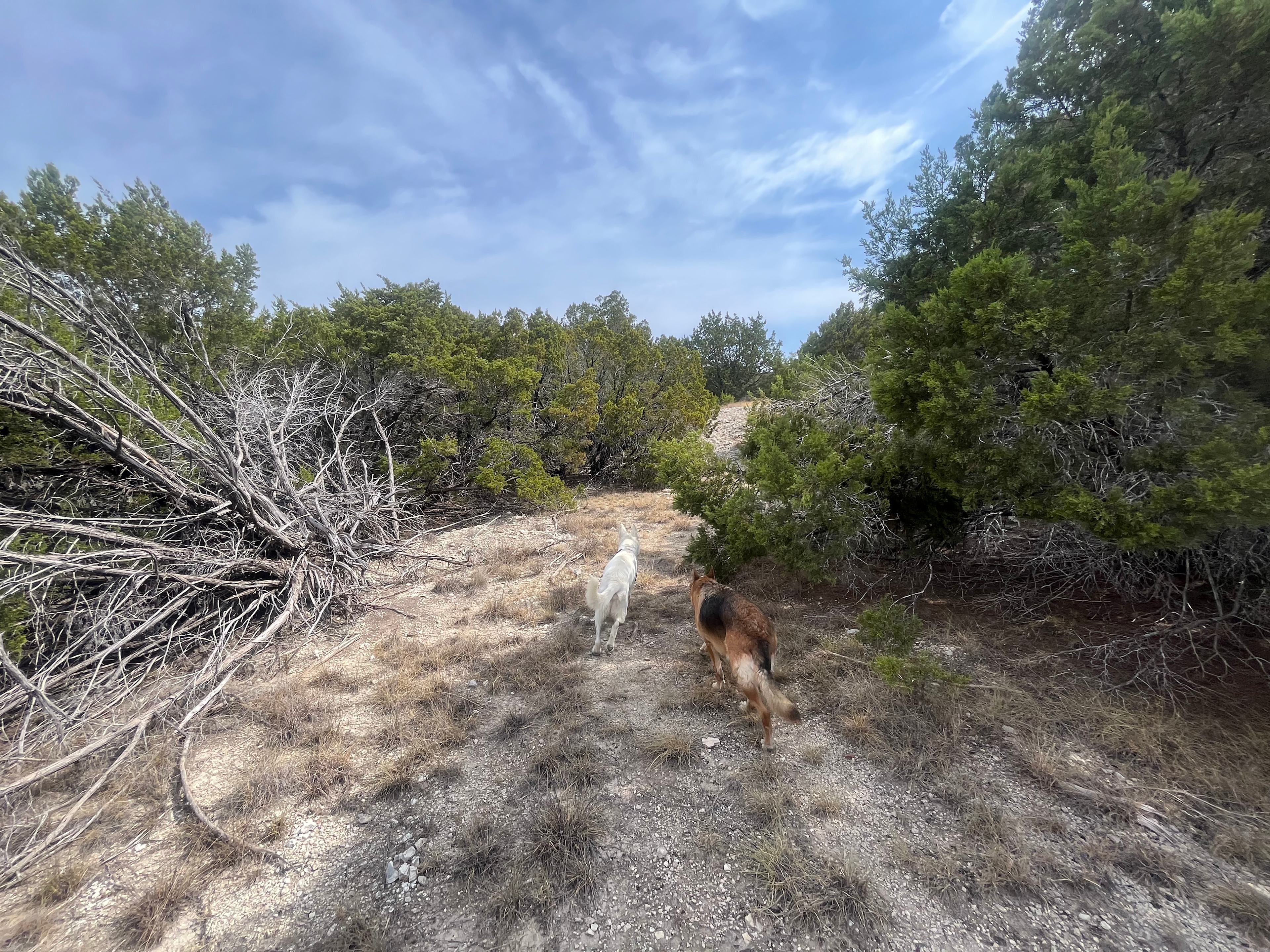 Puppy Paradise- Eclipse Viewing!