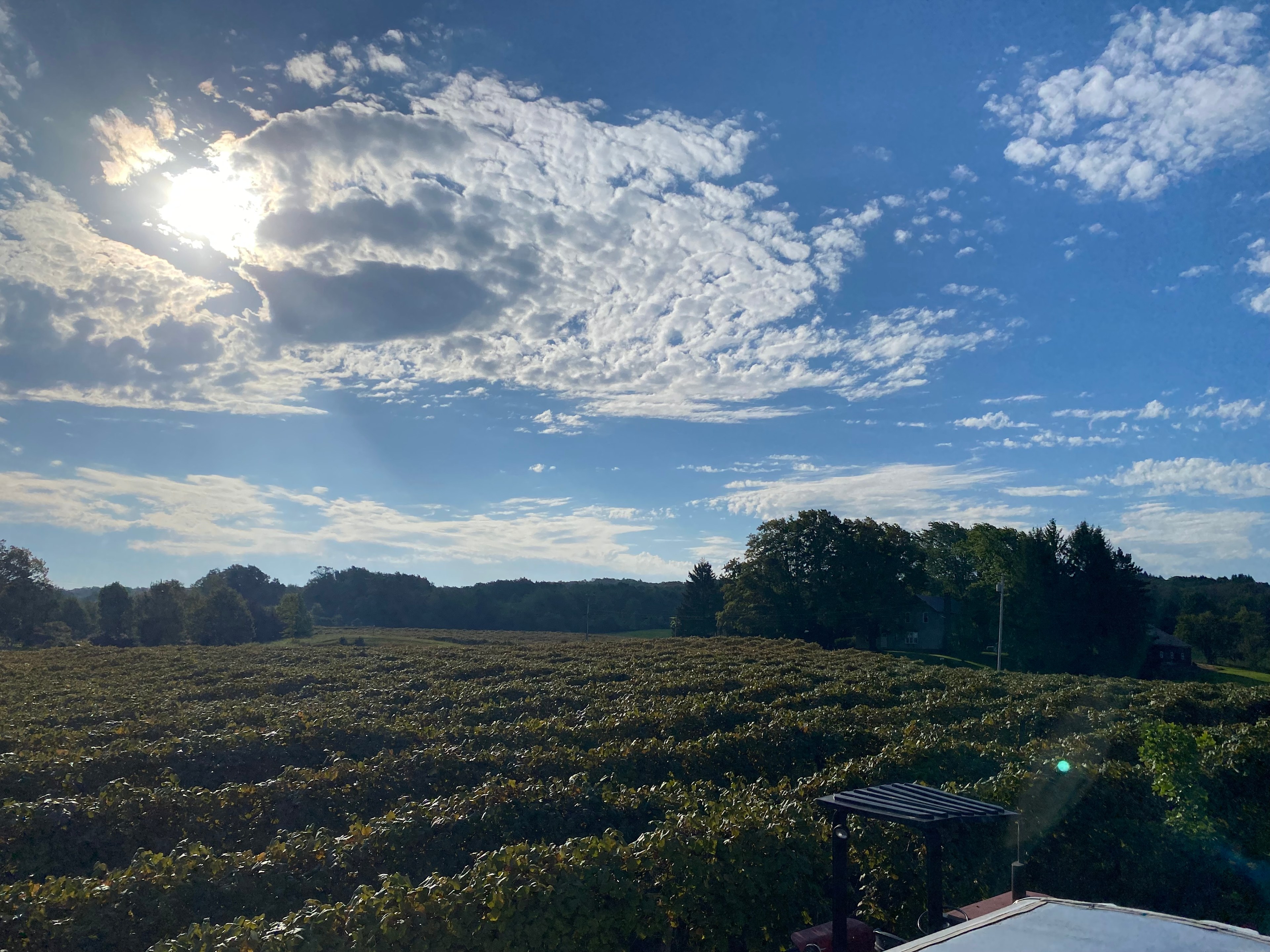 Grape View