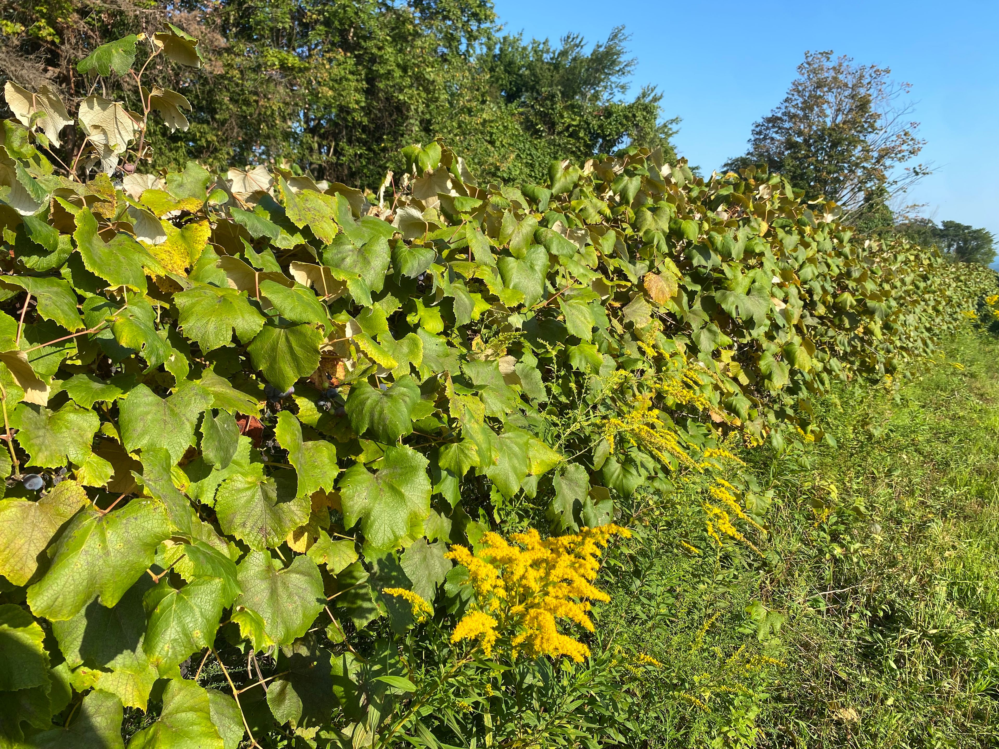 Grape View