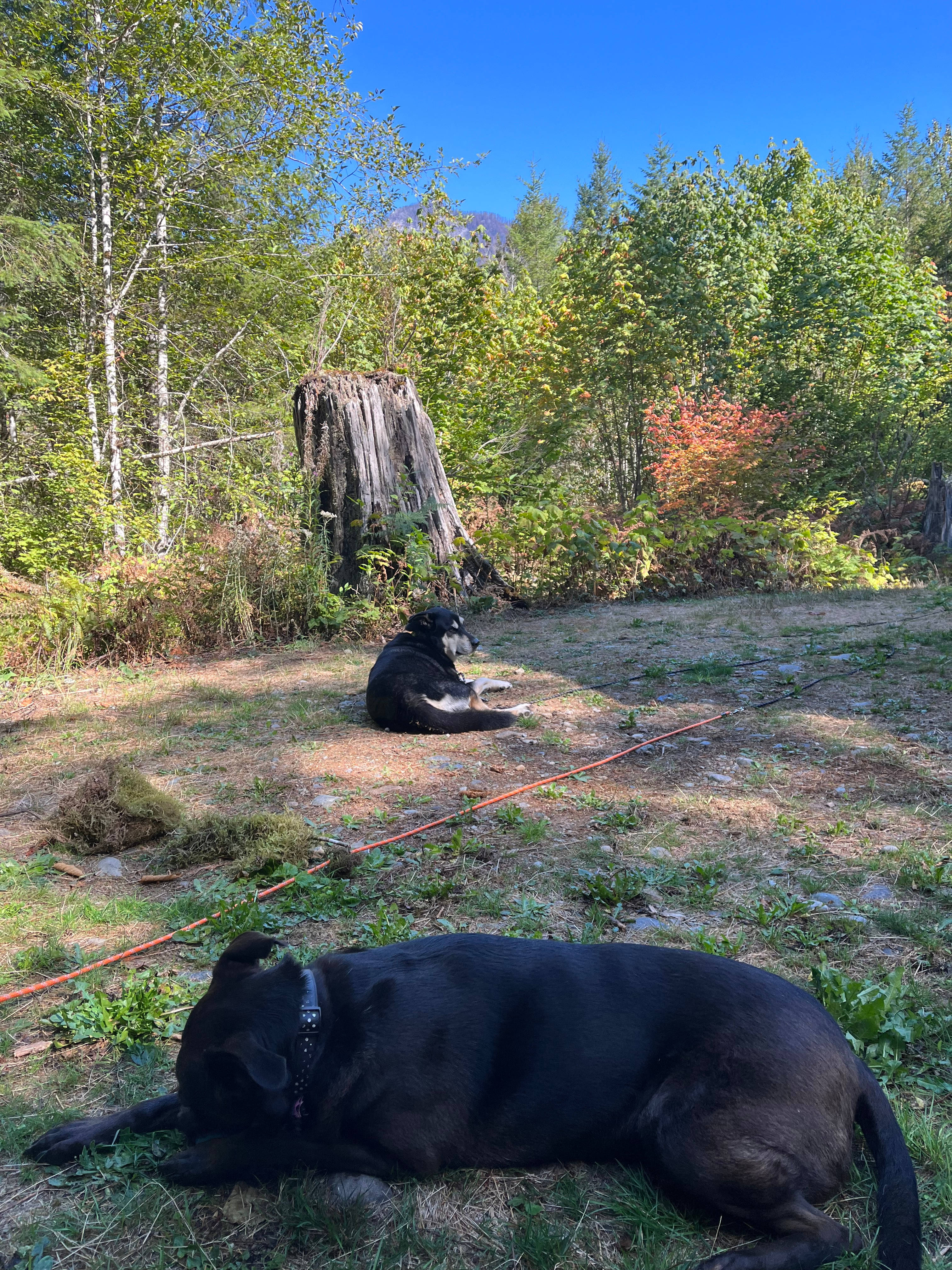 The Little Cabin in the Woods