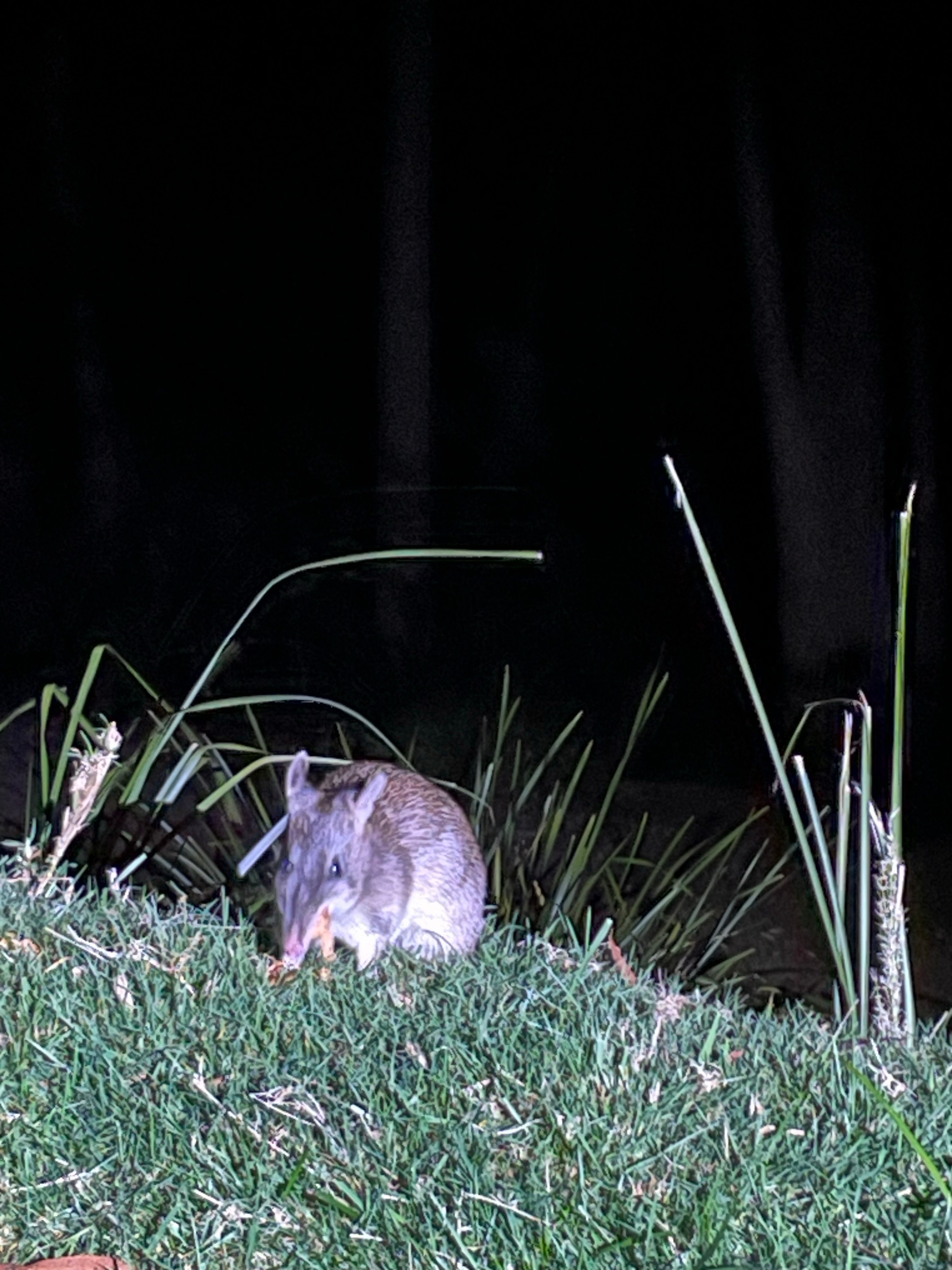 Bandicoots come to visit . 