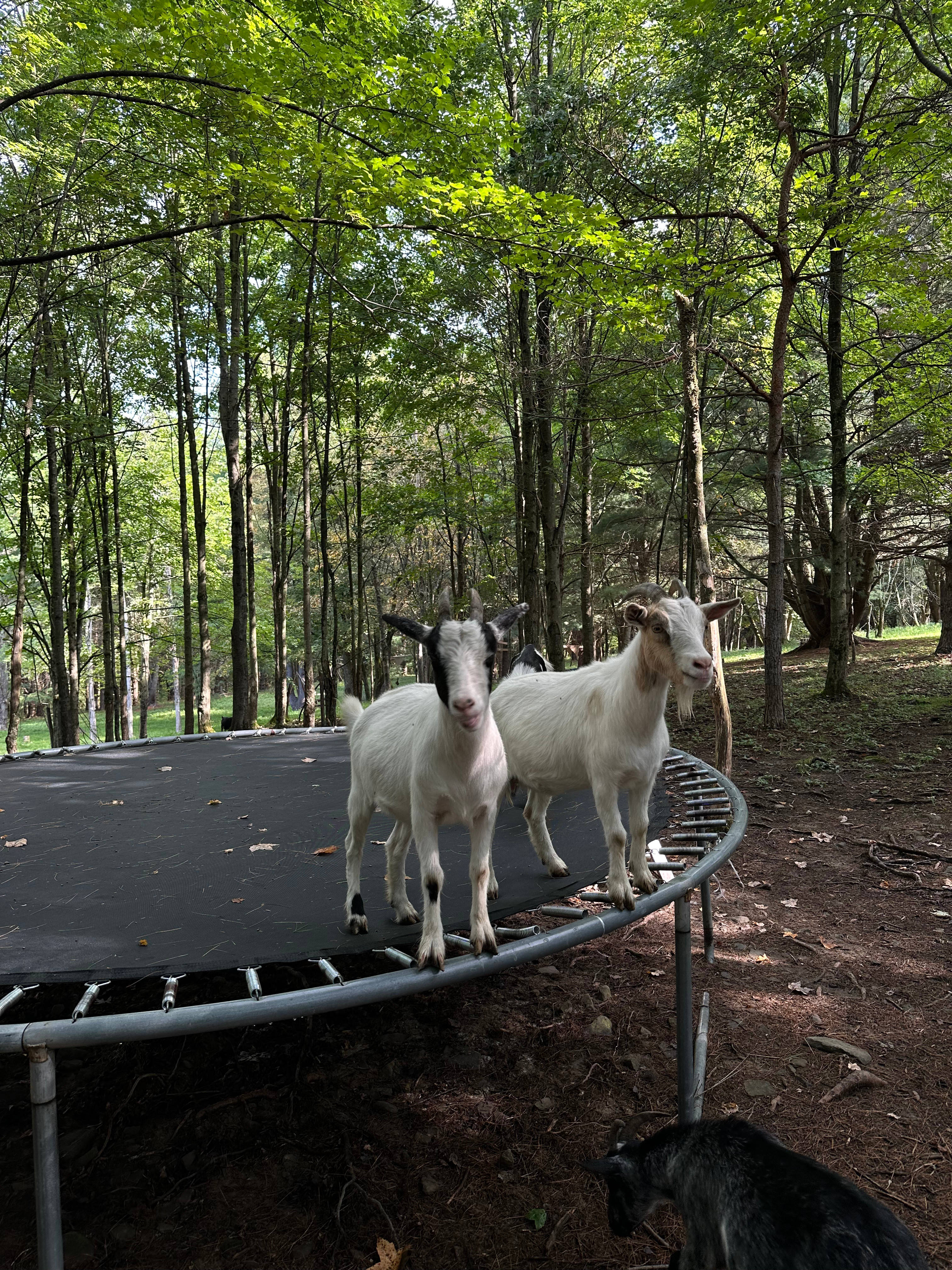 Mariaville Goat Farm Yurt