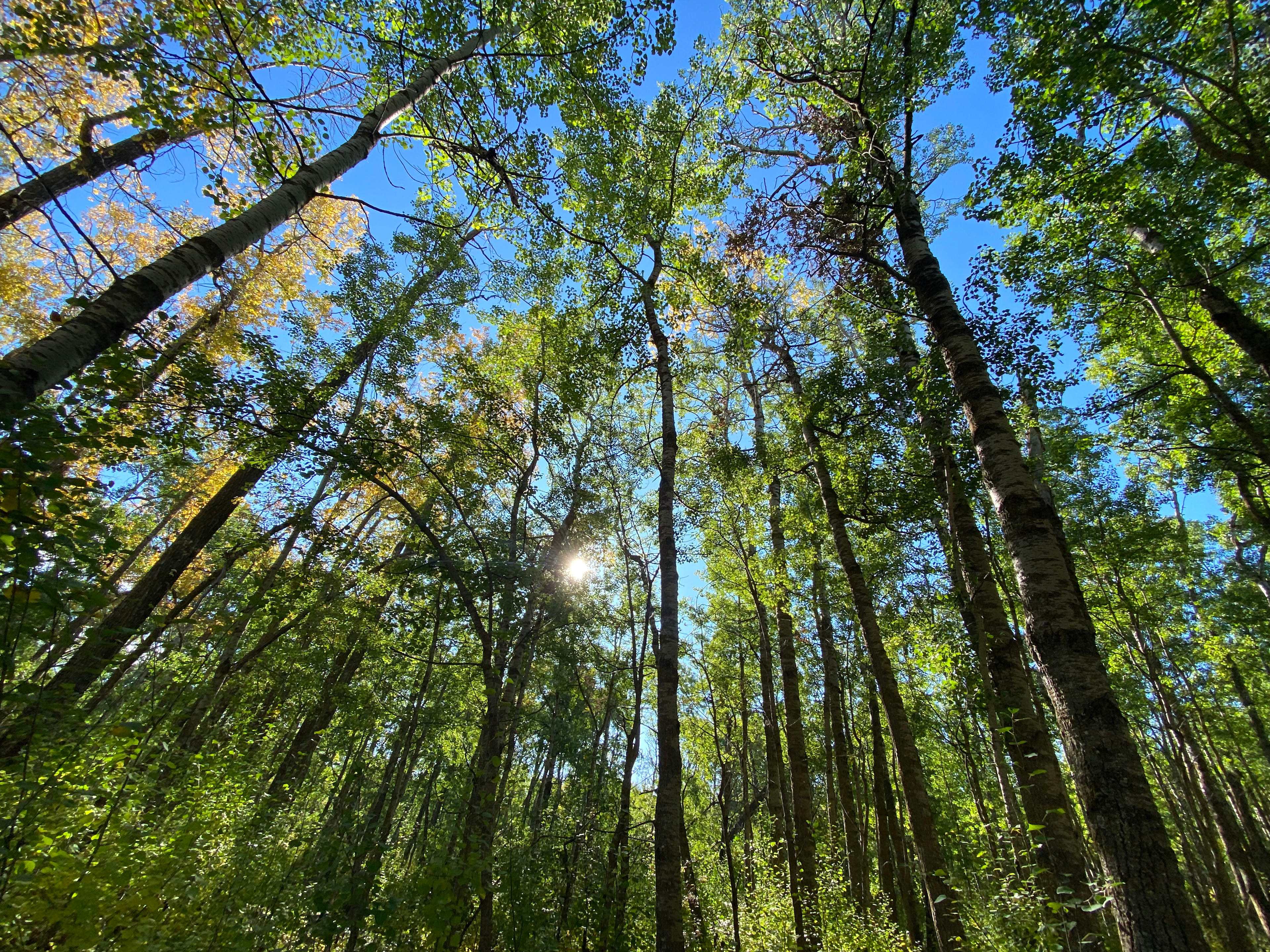 Aspen Grove