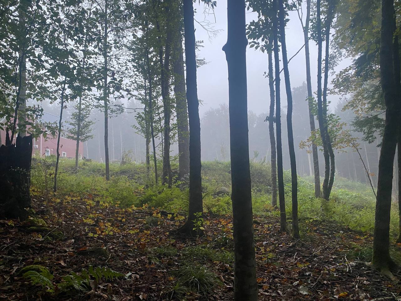 Morning fog makes way for sunlight