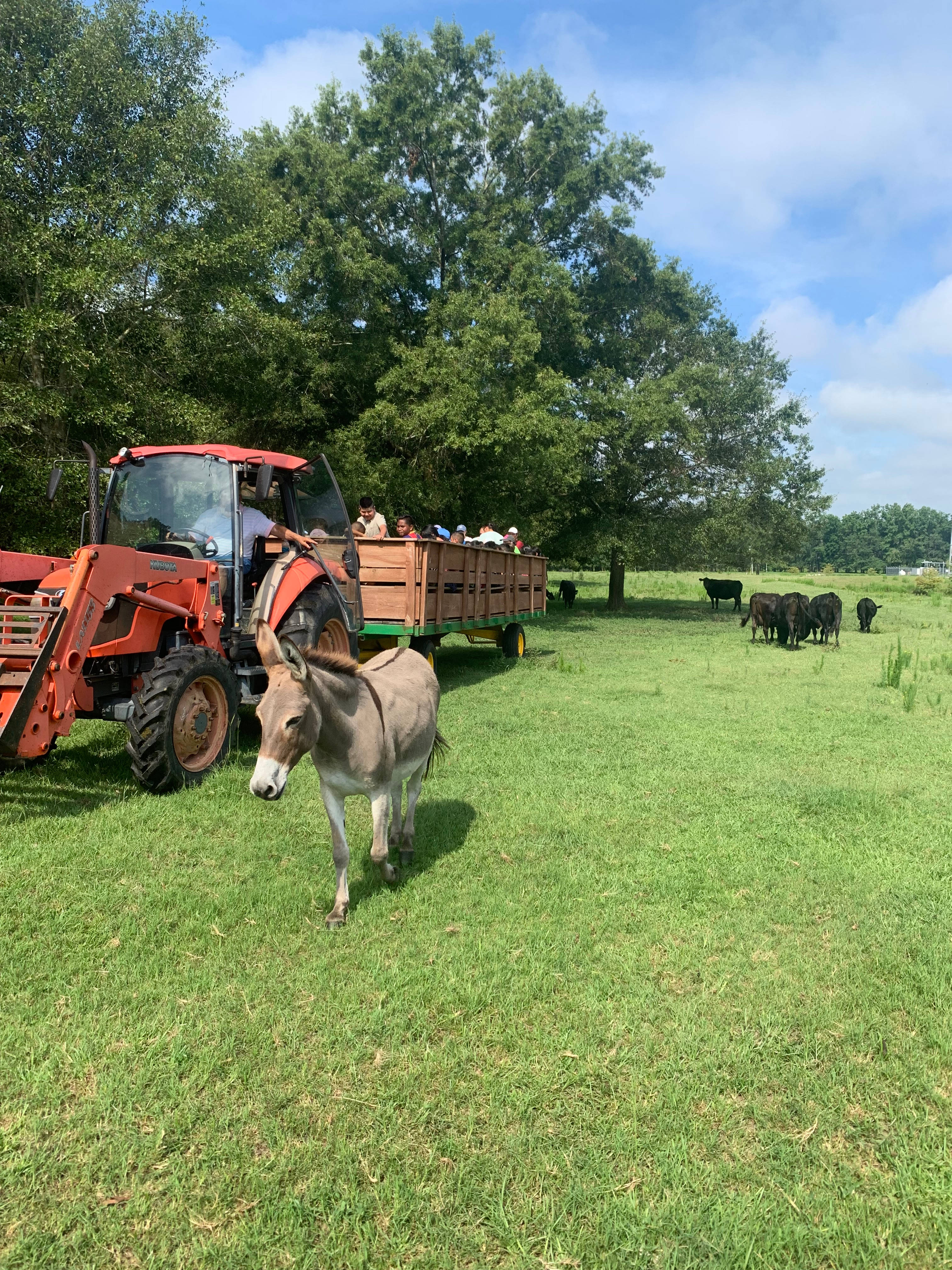 The Farm at Lowrys