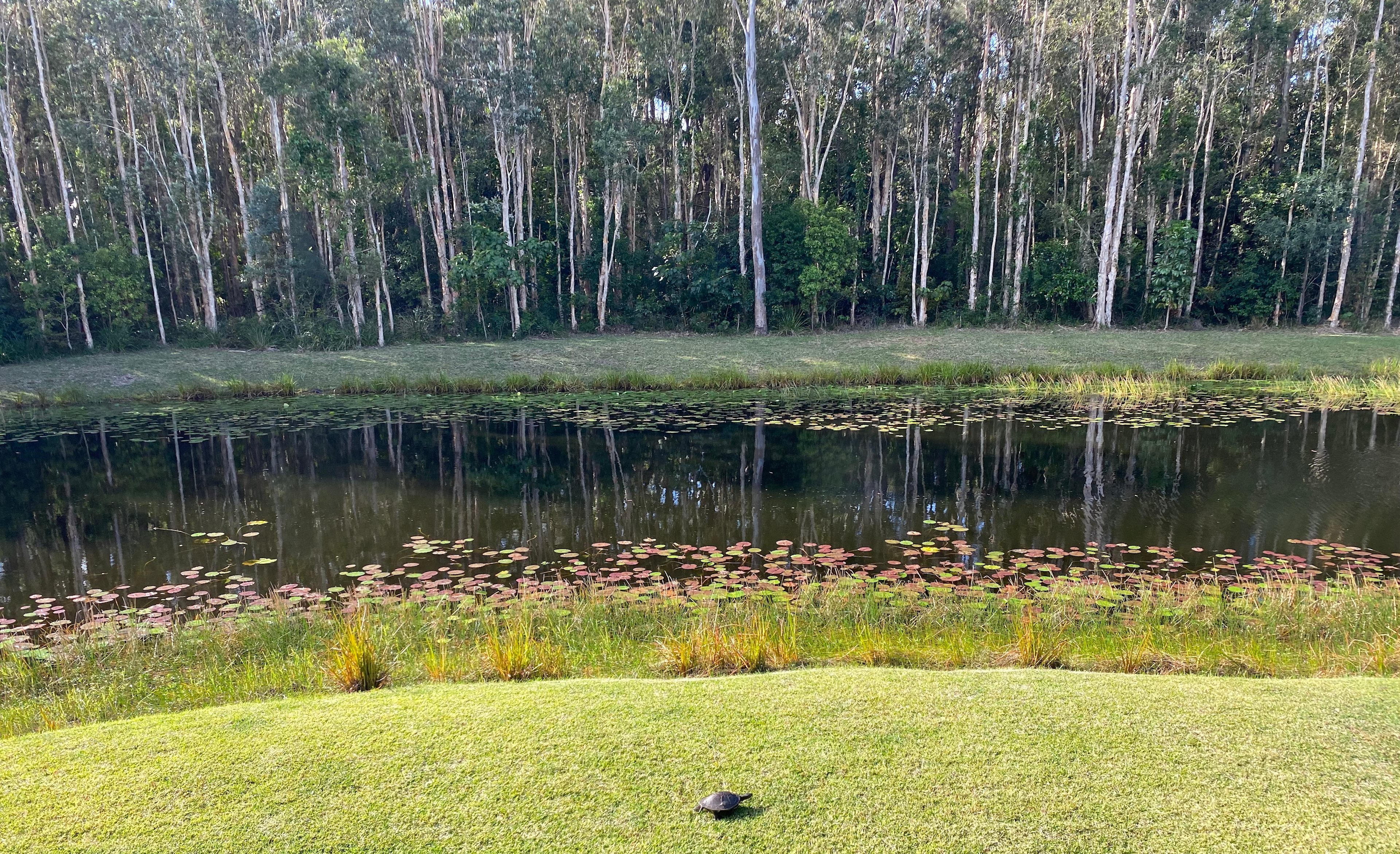 Lake and natural woodlands