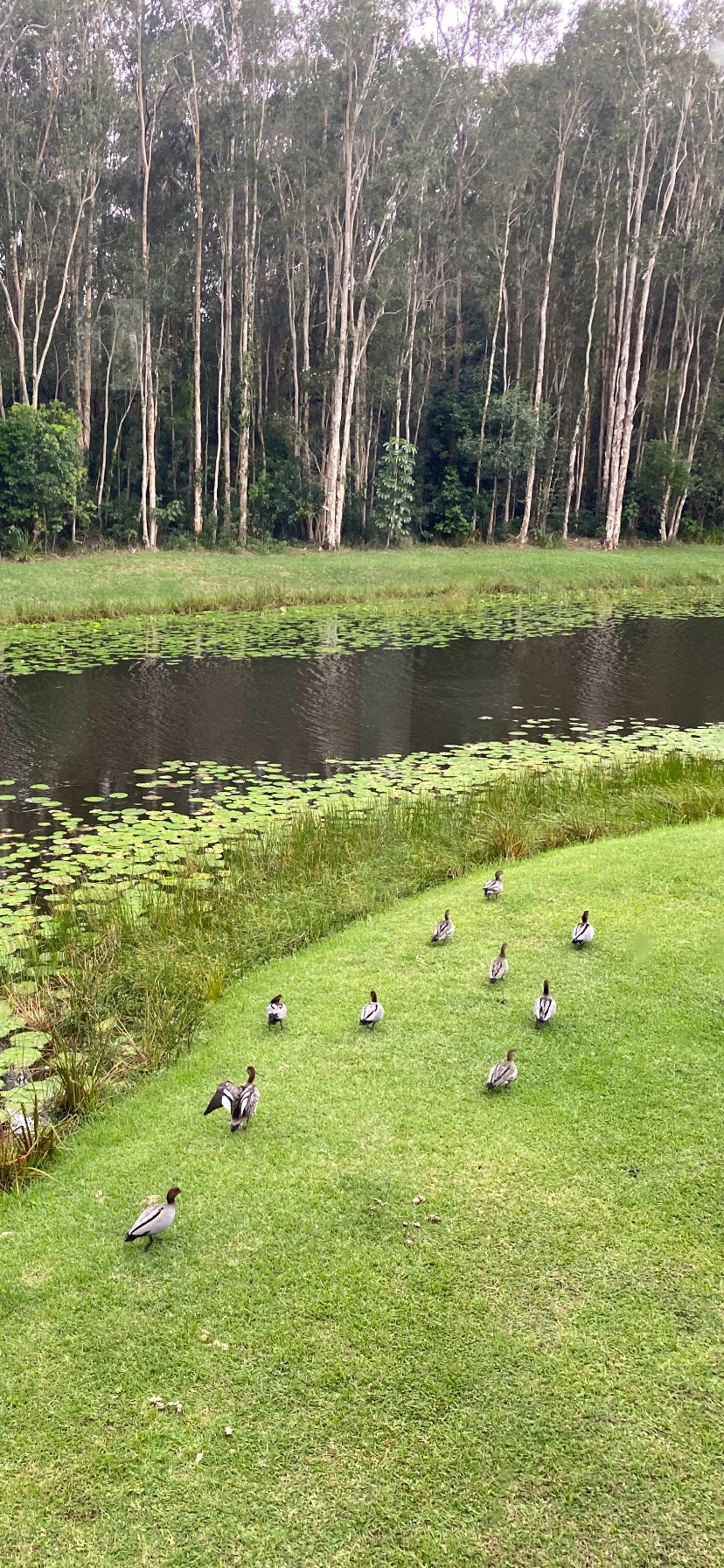 Local birdlife
