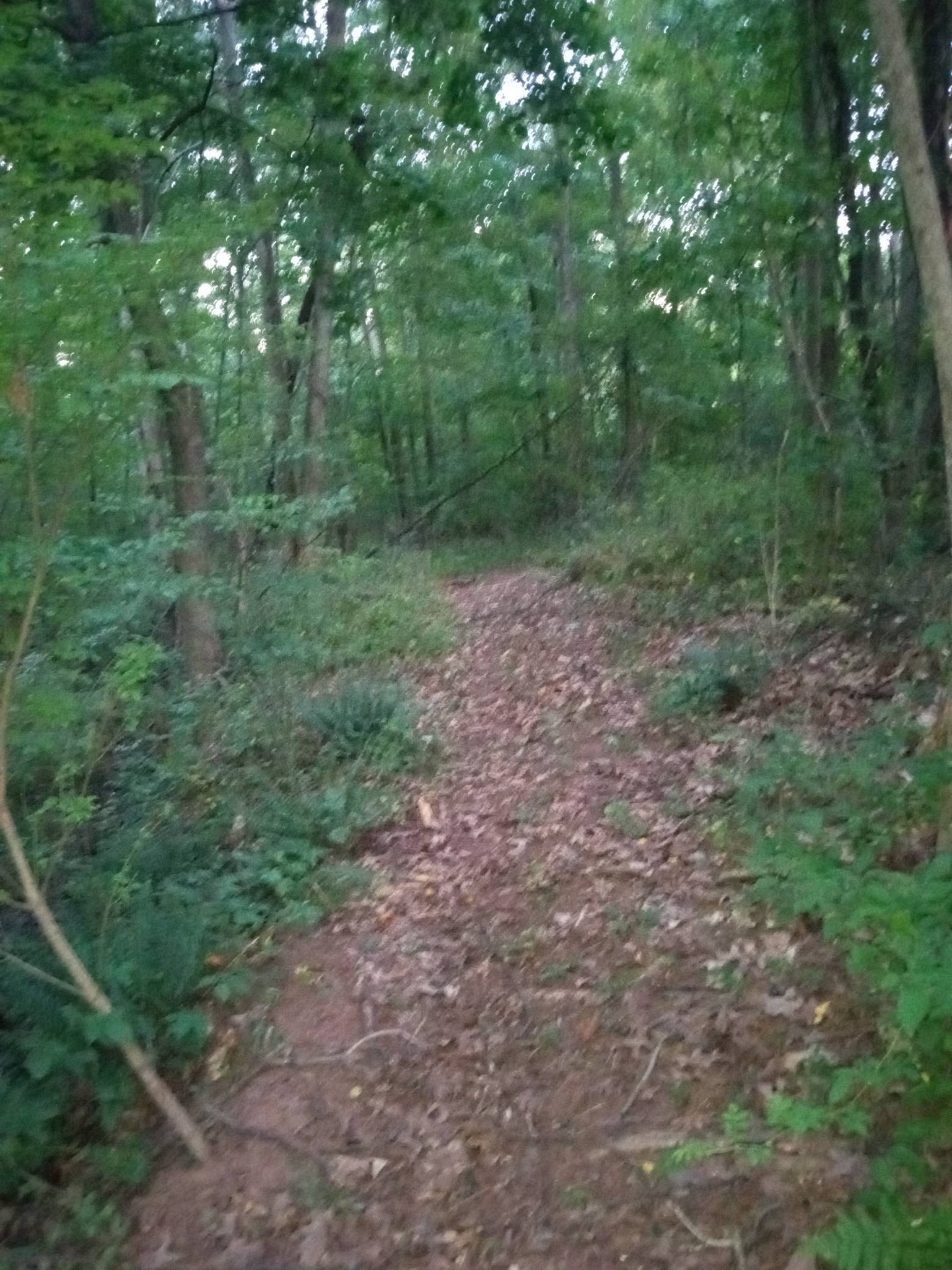 The Path Allong The Stream