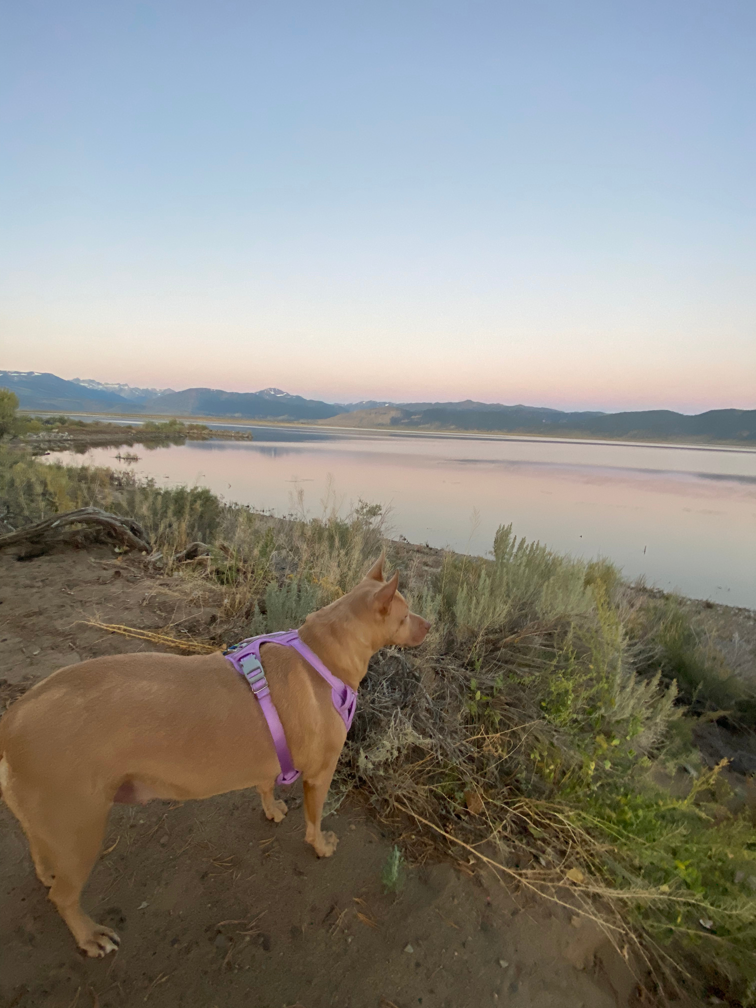 Bridgeport Reservoir Campground