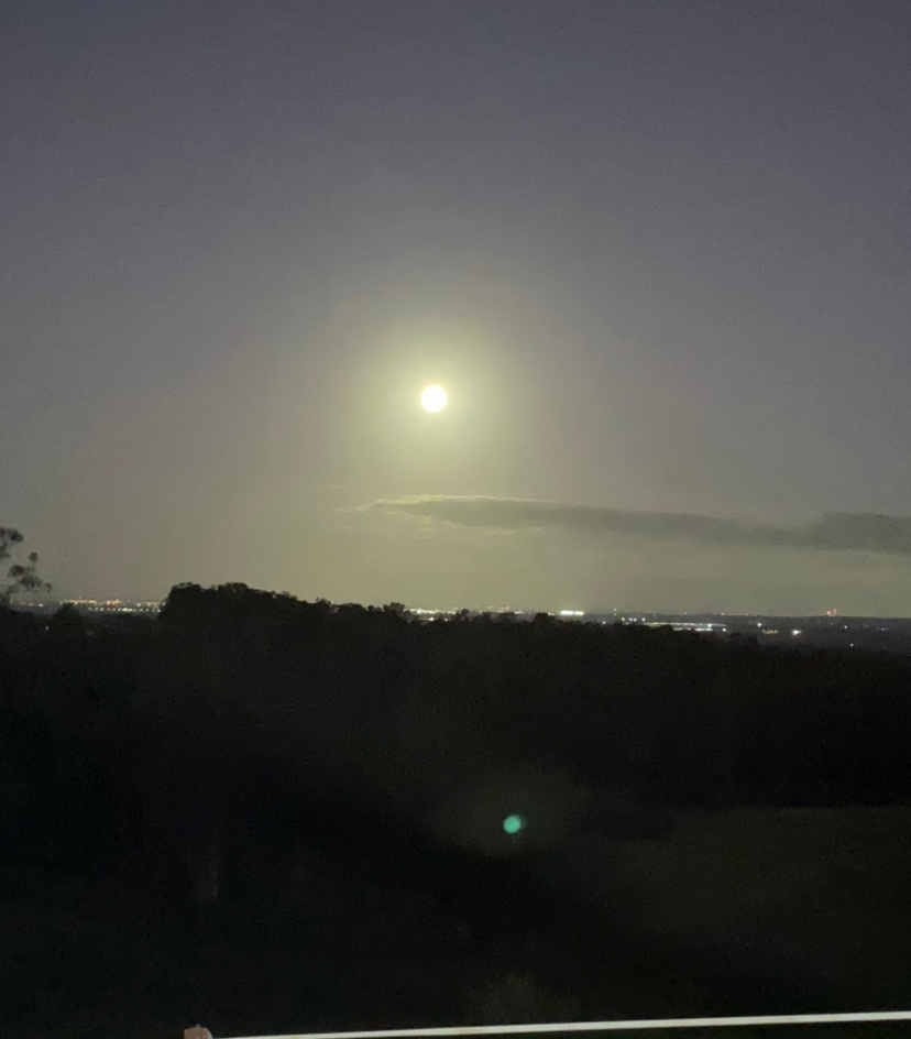 Avoca @ Coromandel Agistment