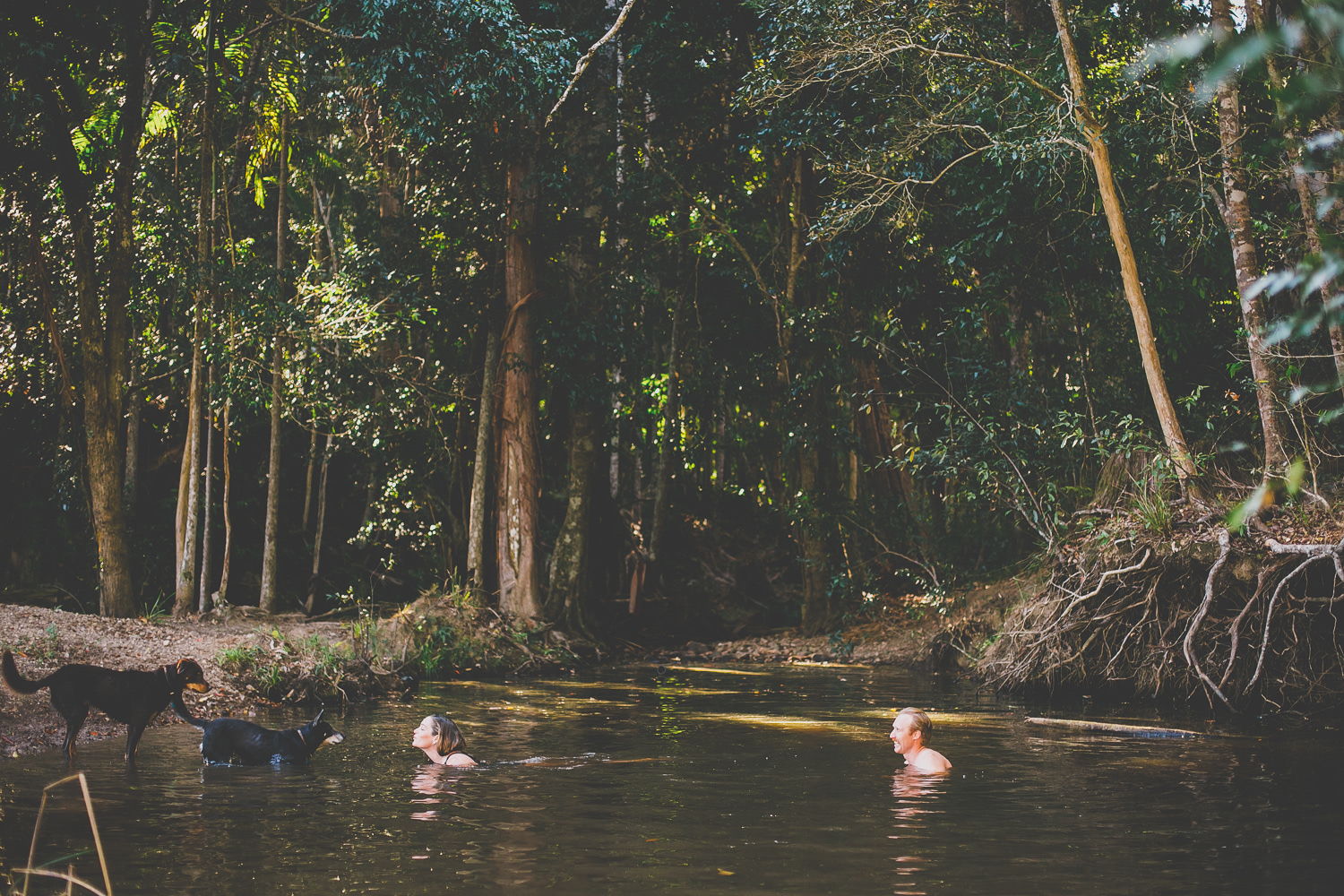Cedar Banks