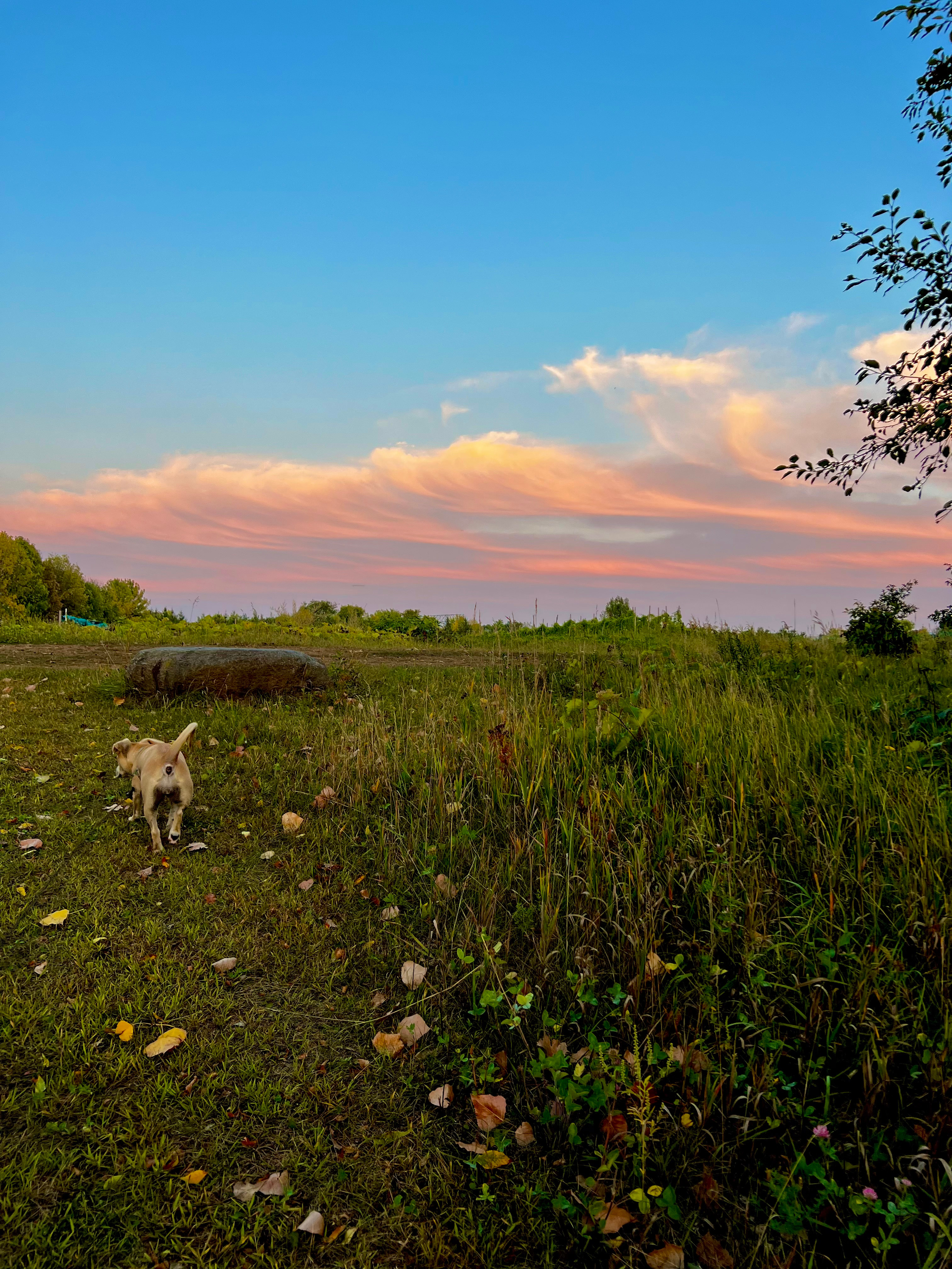 Honeyberry Minnesota working farm