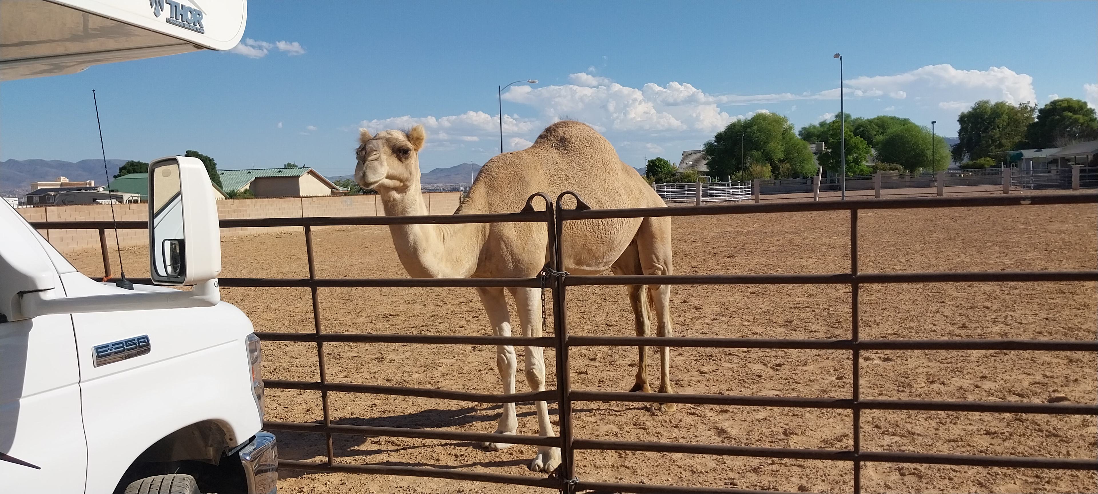 Fergie the Camel 