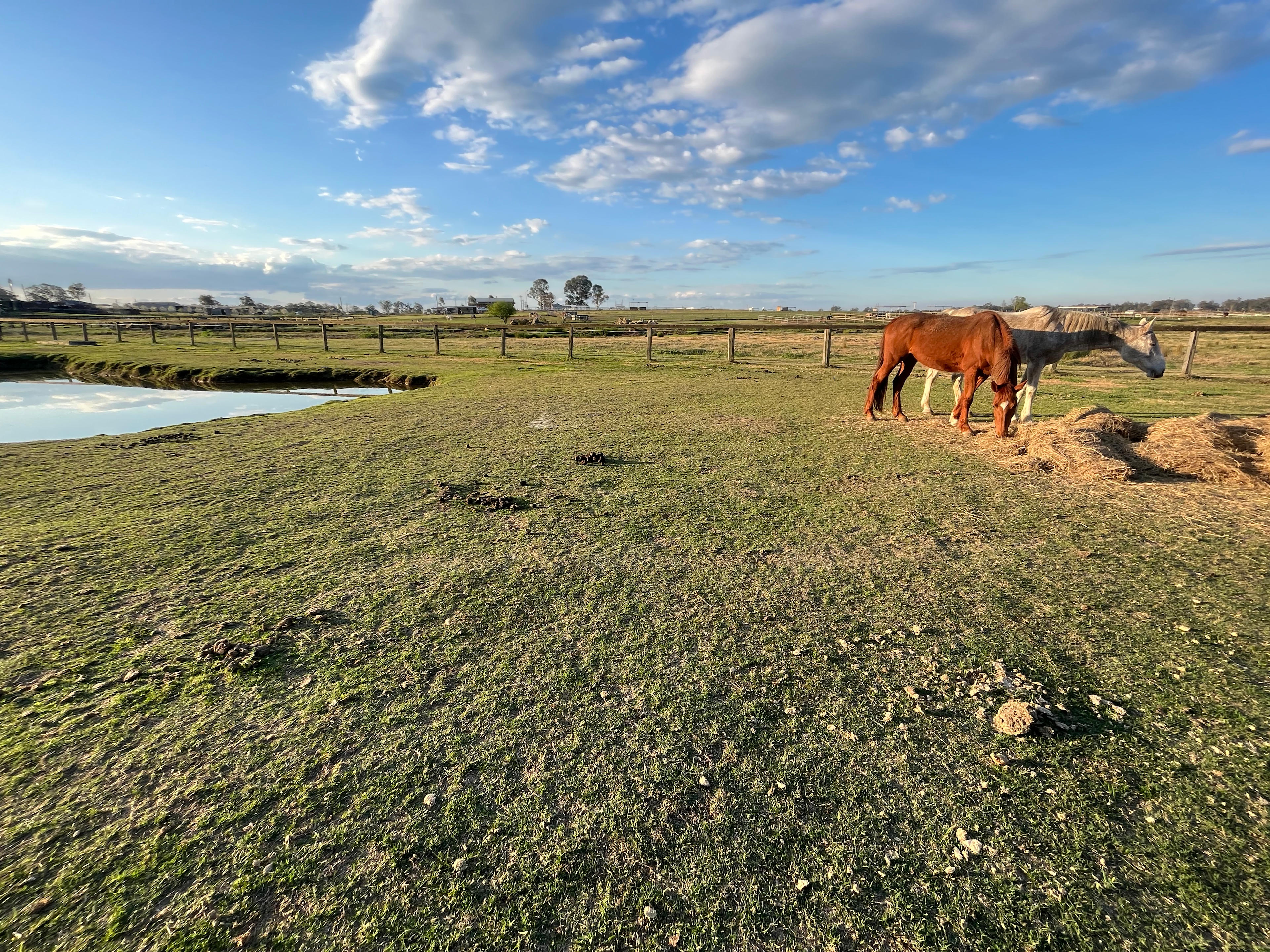 Peppertree Pony Camp